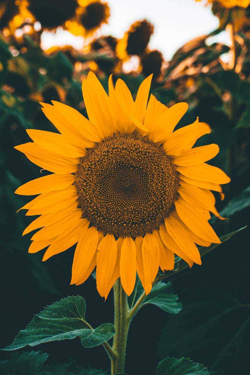 A Sunflower In A Field With Other Sunflowers Wallpaper