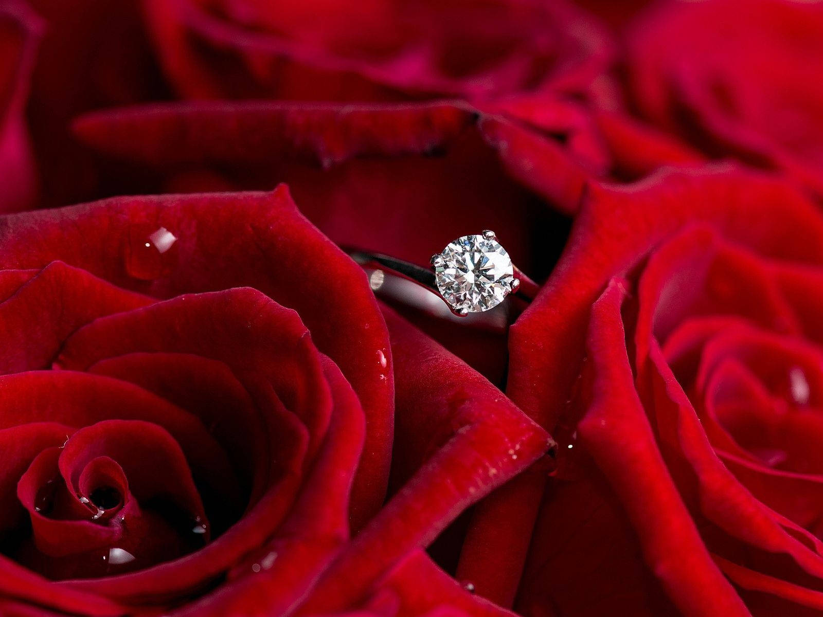 A Symbol Of Love And Commitment - Red Roses And A Diamond Ring Wallpaper