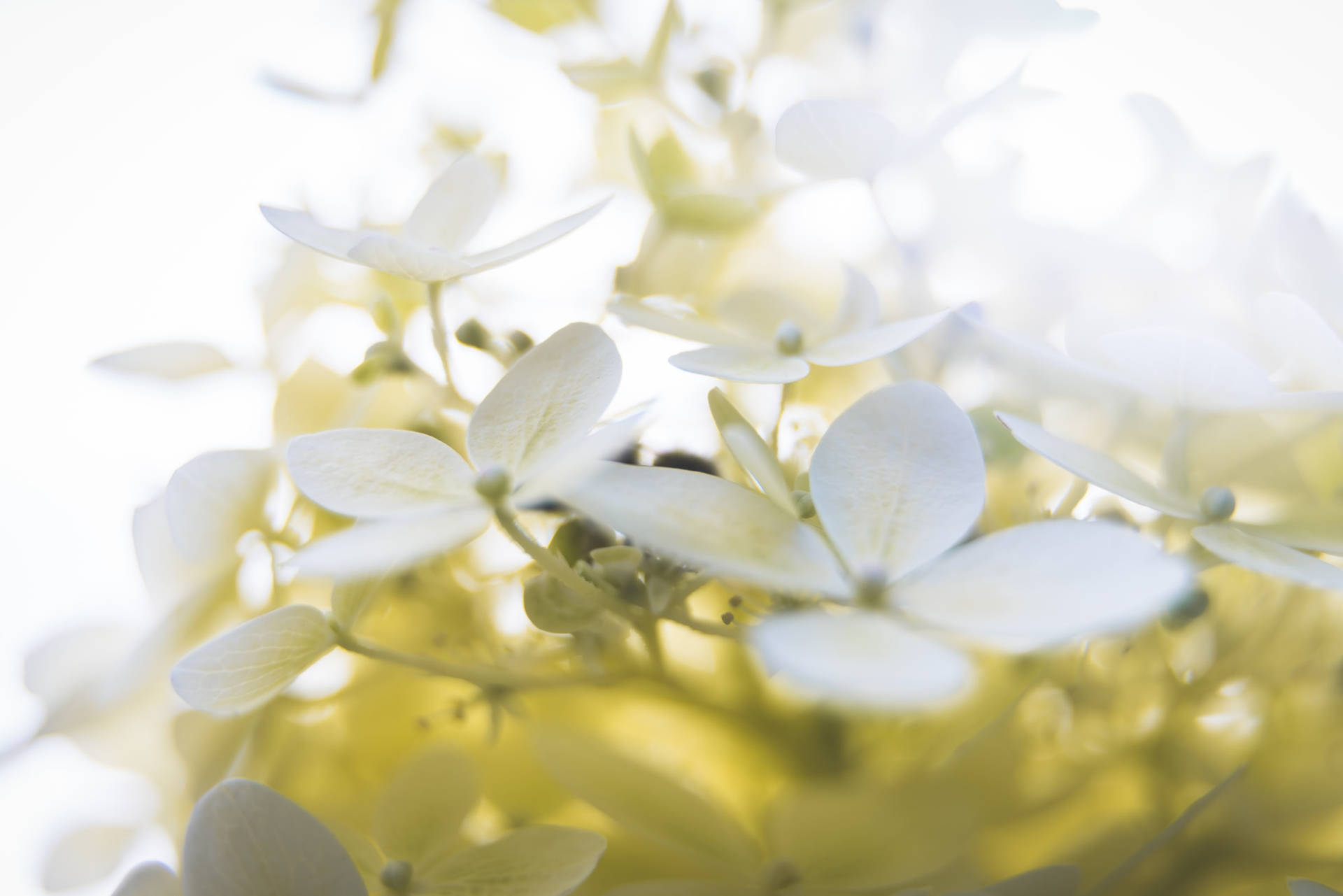 A Tranquil Display Of White Blooms Wallpaper