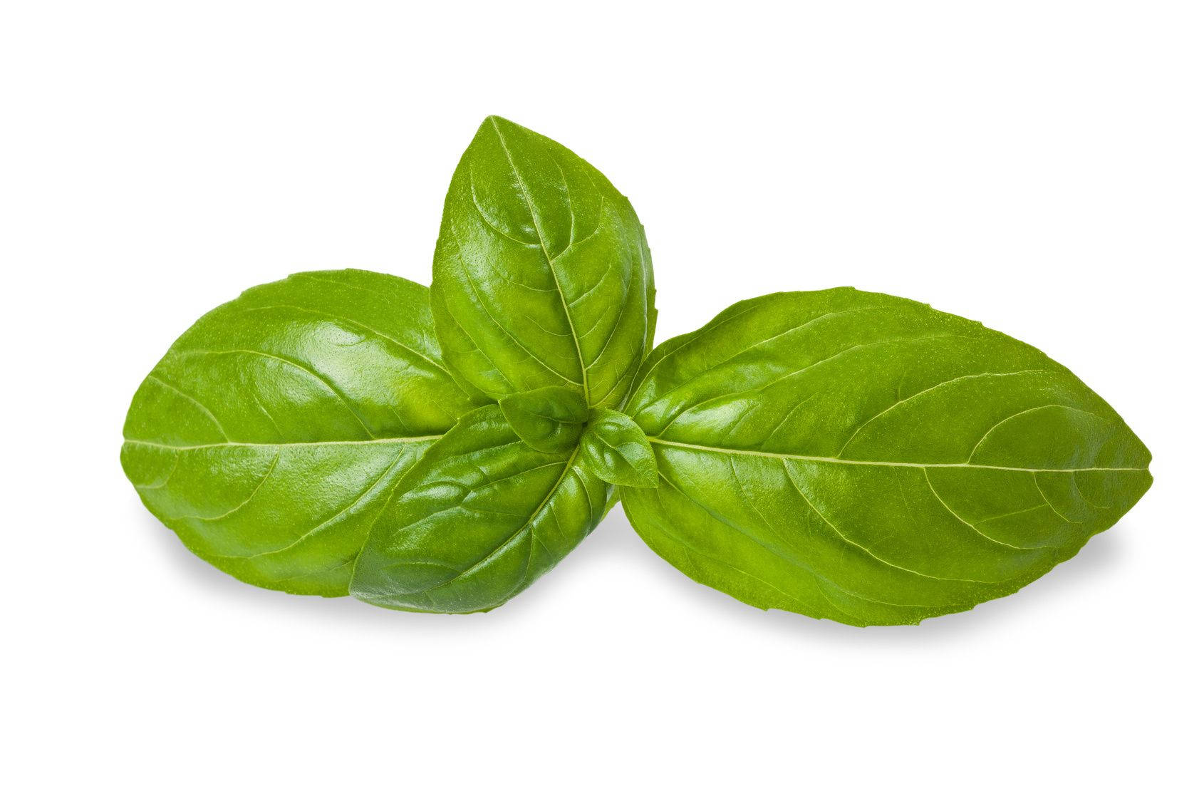 A Vibrant Close-up Of Fresh Organic Sweet Basil Leaves Wallpaper