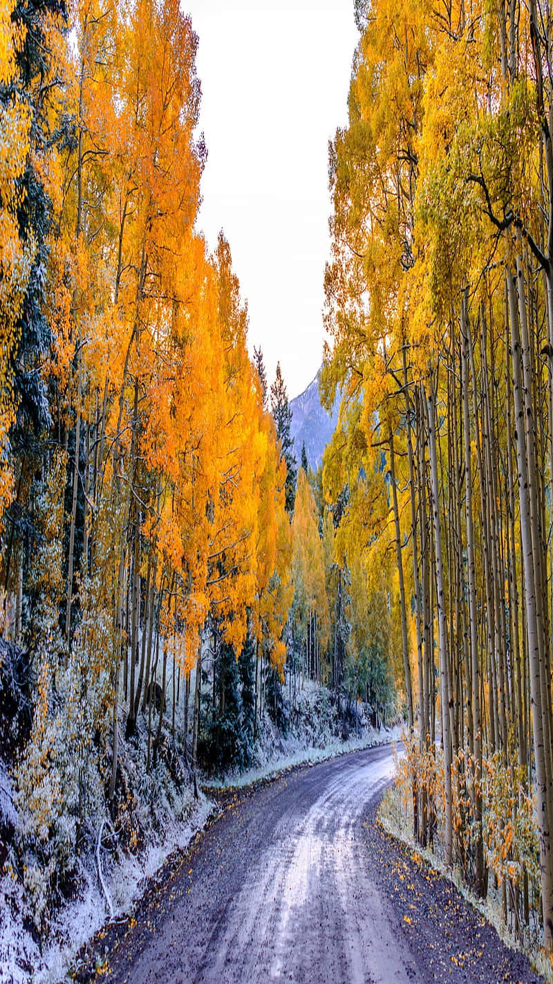 A Vibrant Landscape Of Peaceful Trees During The Fall Season. Wallpaper