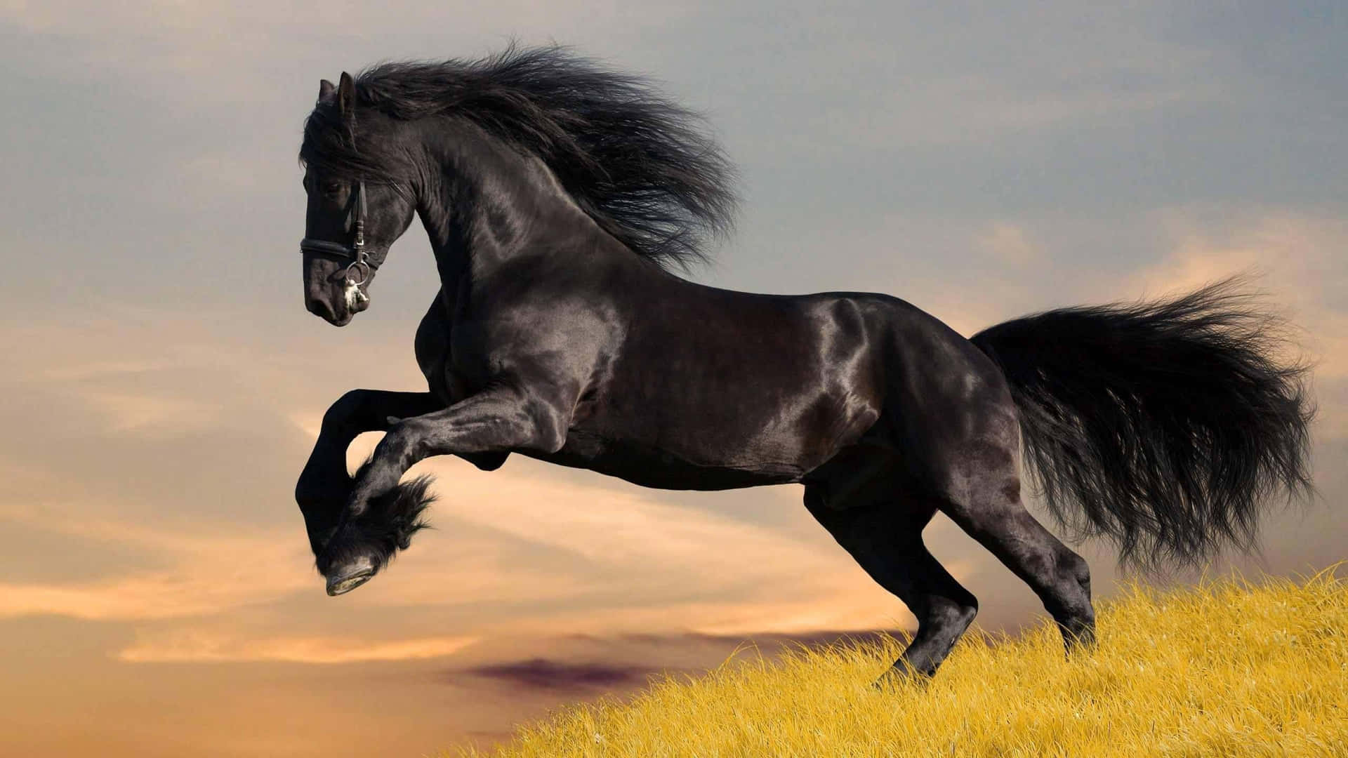 A Wild And Beautiful Cool Horse In The Wilderness Wallpaper