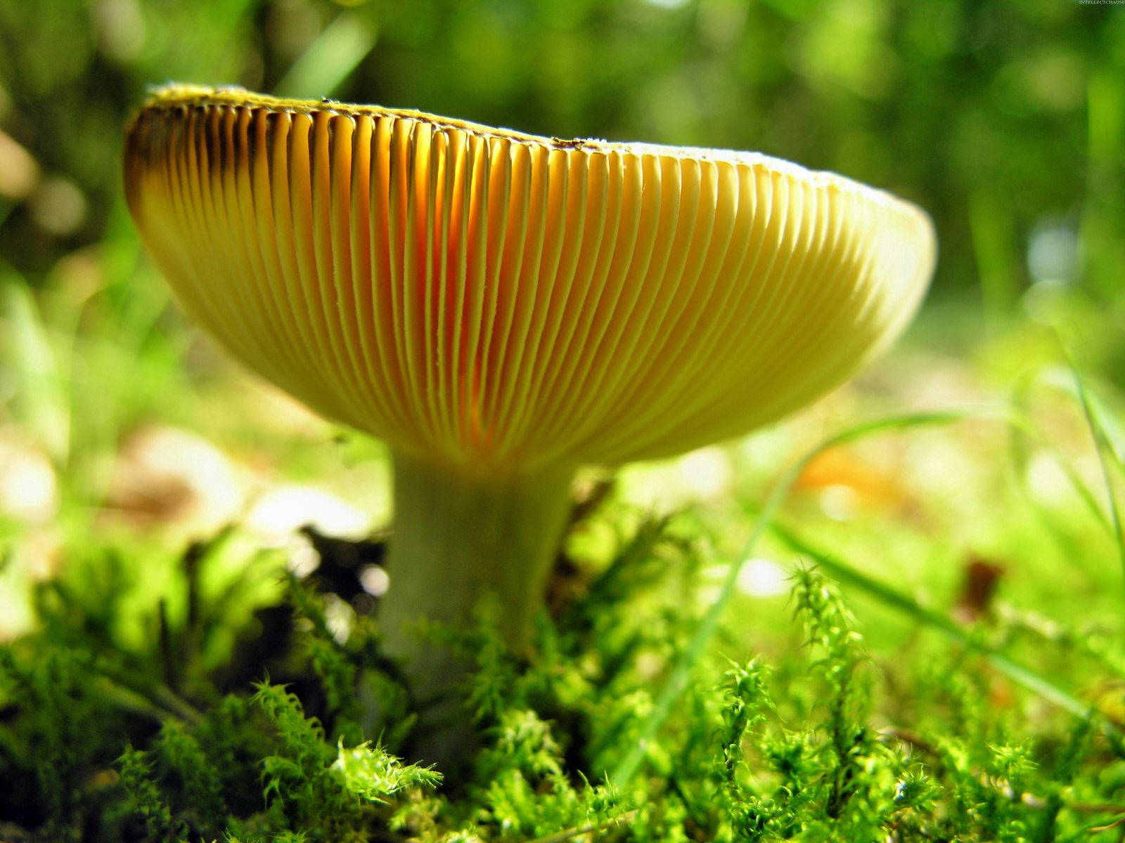 A Wild Yellow Mushroom Wallpaper