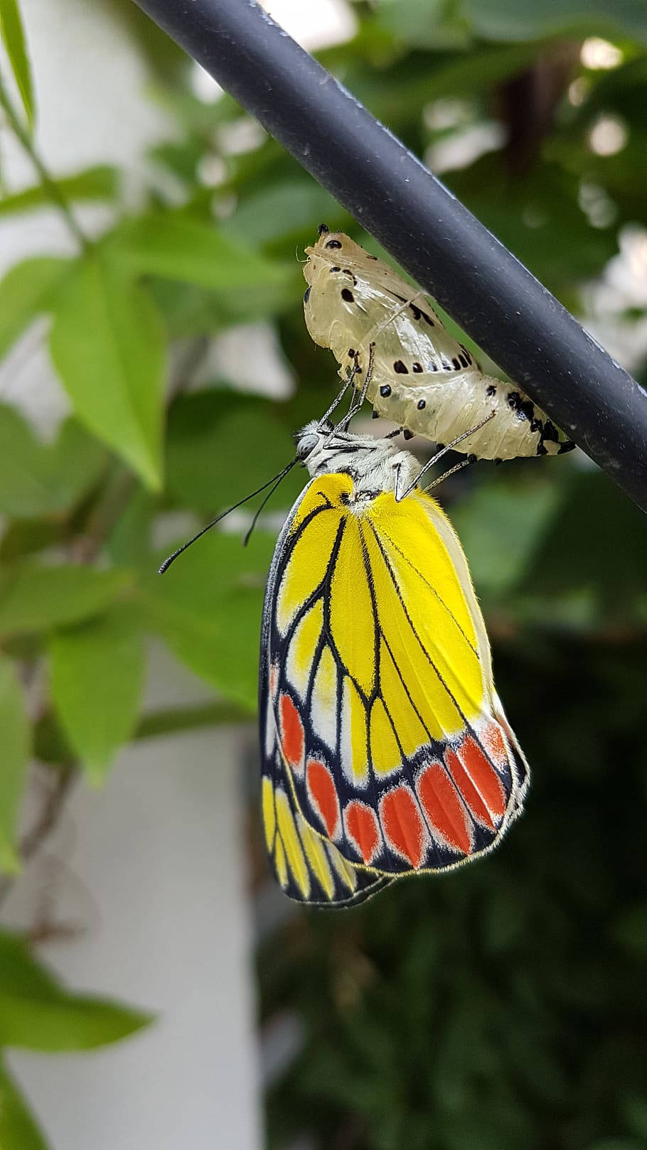 A Yellow Butterfly Emerges From Its Cocoon Wallpaper