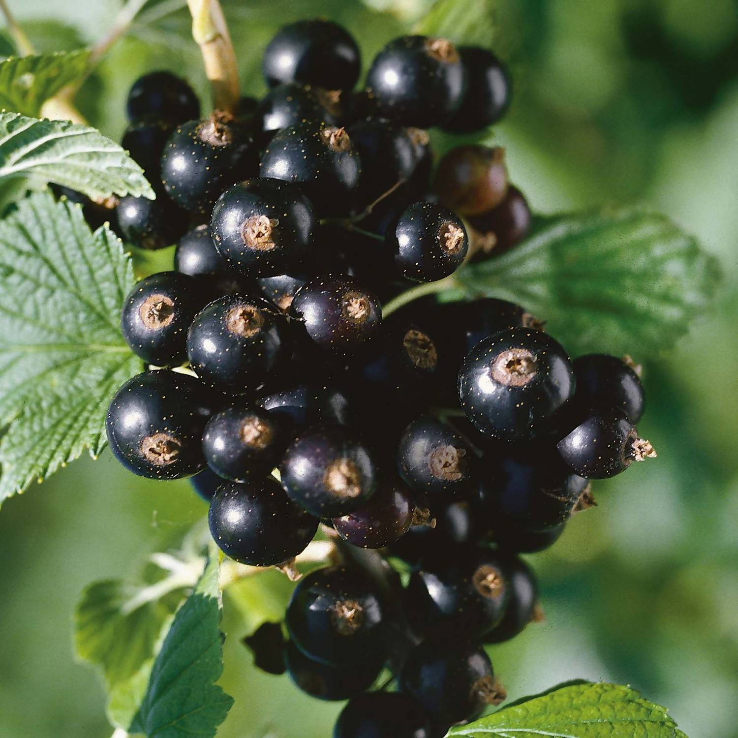 Abundant Blackcurrant Fruit Wallpaper