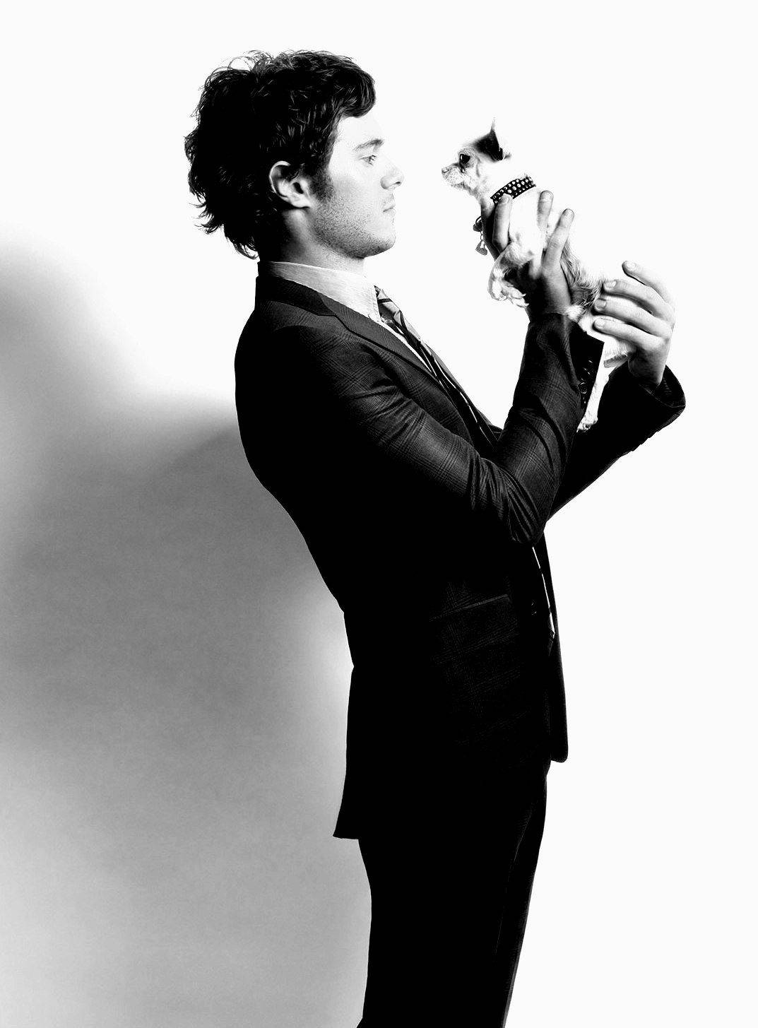 Adam Brody Chihuahua Dog Wallpaper