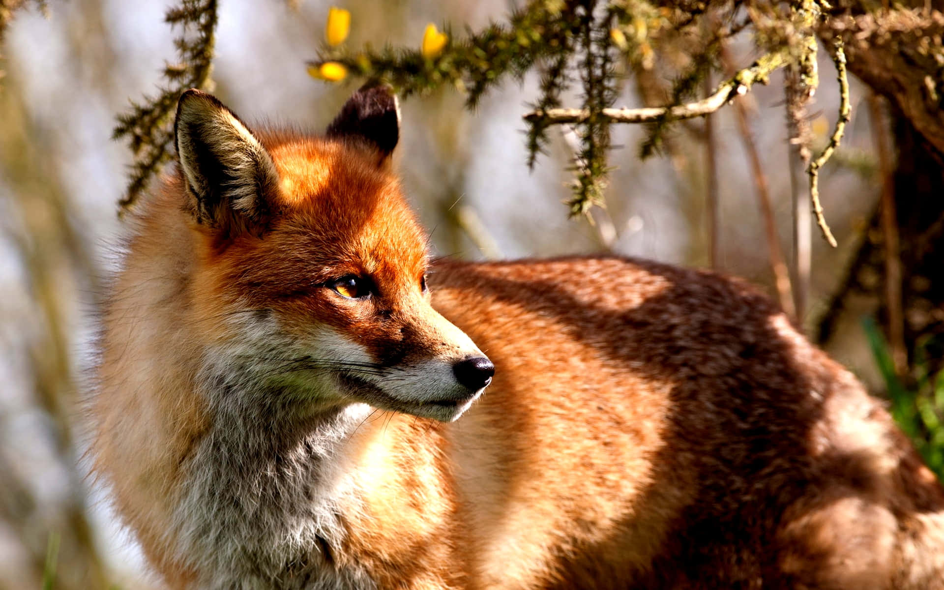 Admire The Beauty Of This Cool Fox Wallpaper