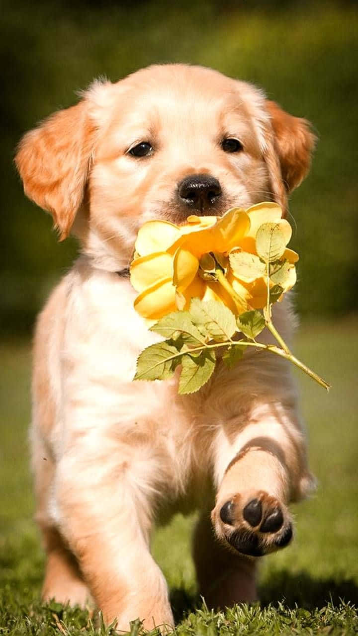 Adorable Golden Retriever Puppy Wallpaper