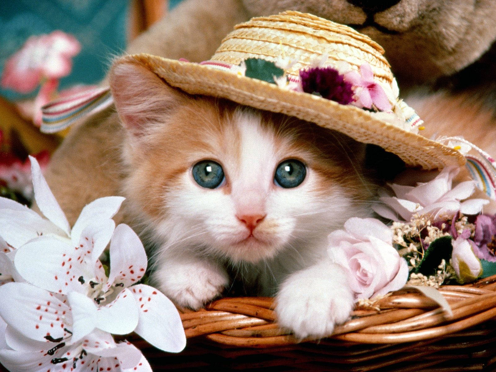 Adorable Kitty Wearing A Stylish Hat Wallpaper