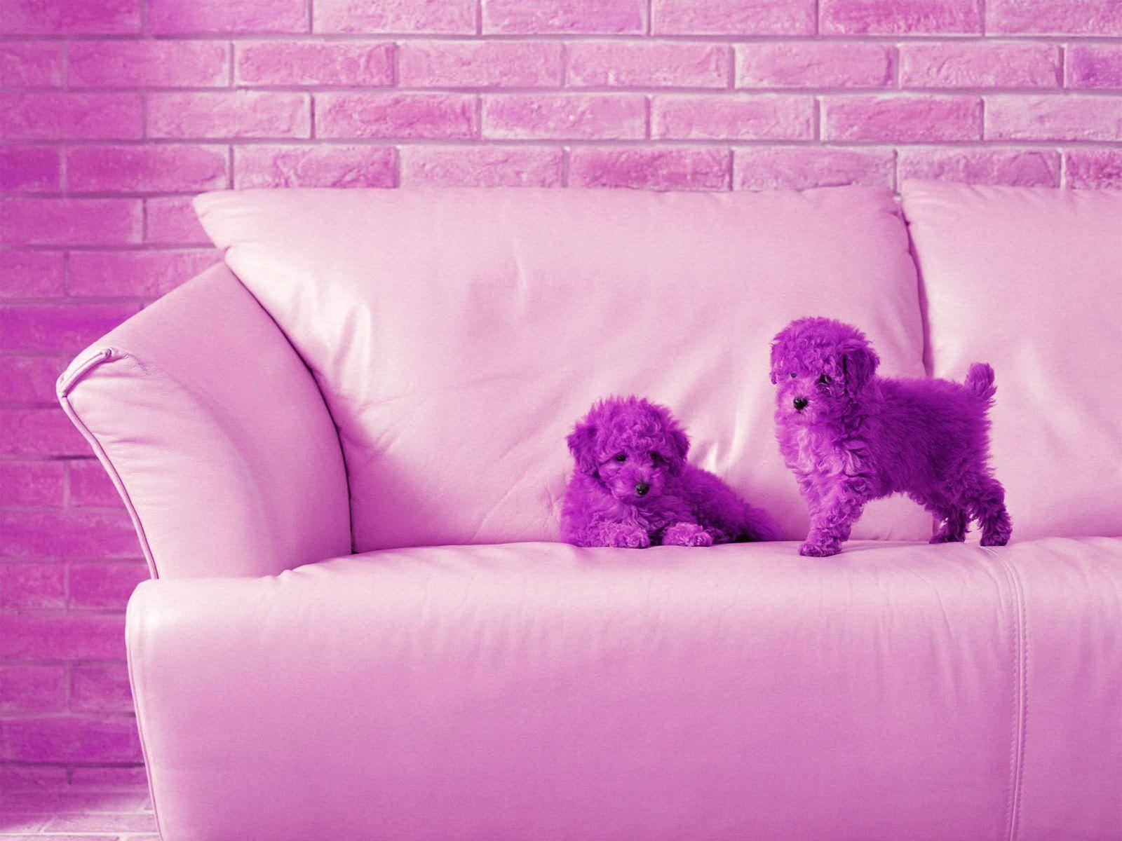 Adorable Purple Bichon Frise Puppies Wallpaper