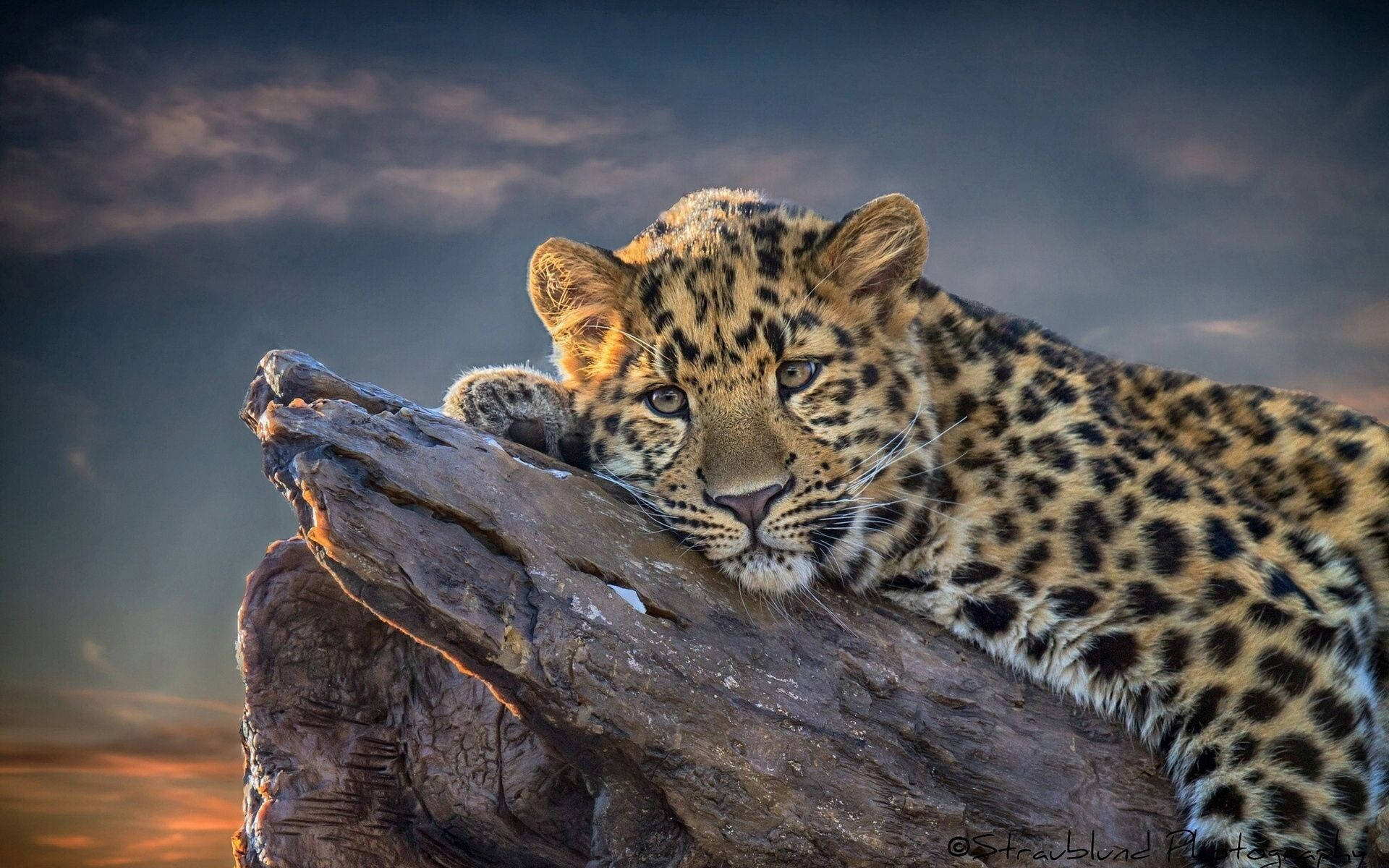 Adorable Resting Leopard Wallpaper