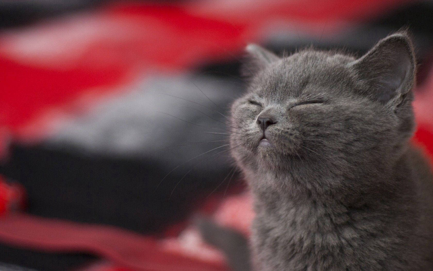 Adorable Sleepy Gray Cat Wallpaper