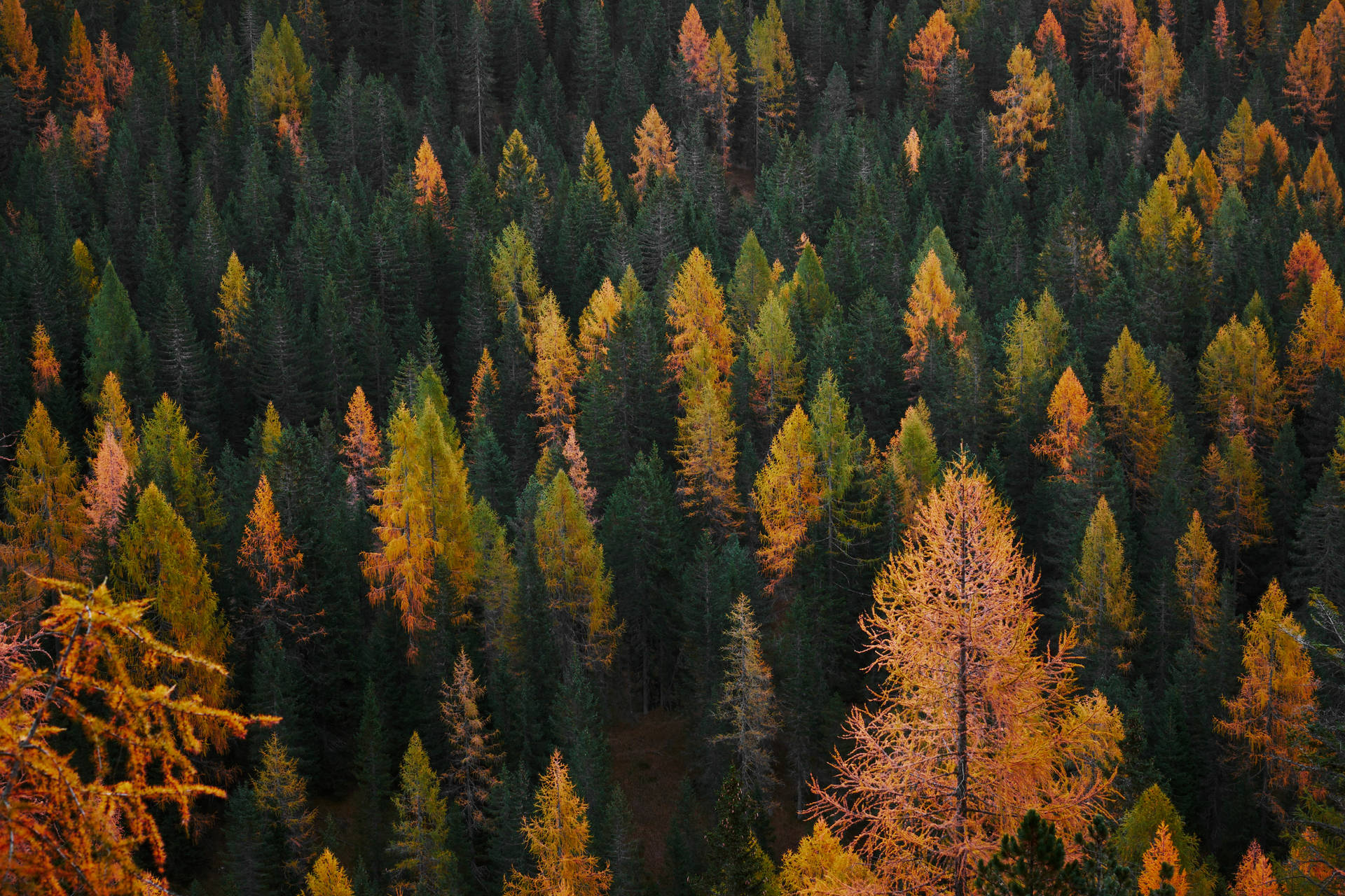 Aerial Autumn Evergreen Forest Wallpaper