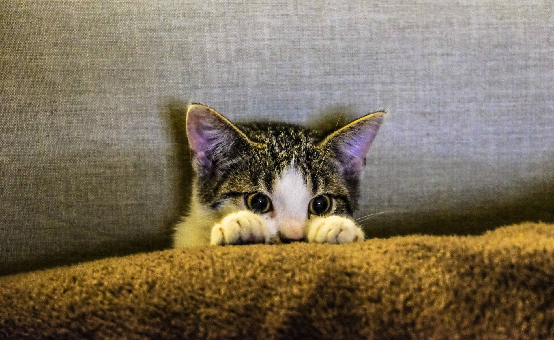 Aesthetic Cat In Sofa Wallpaper