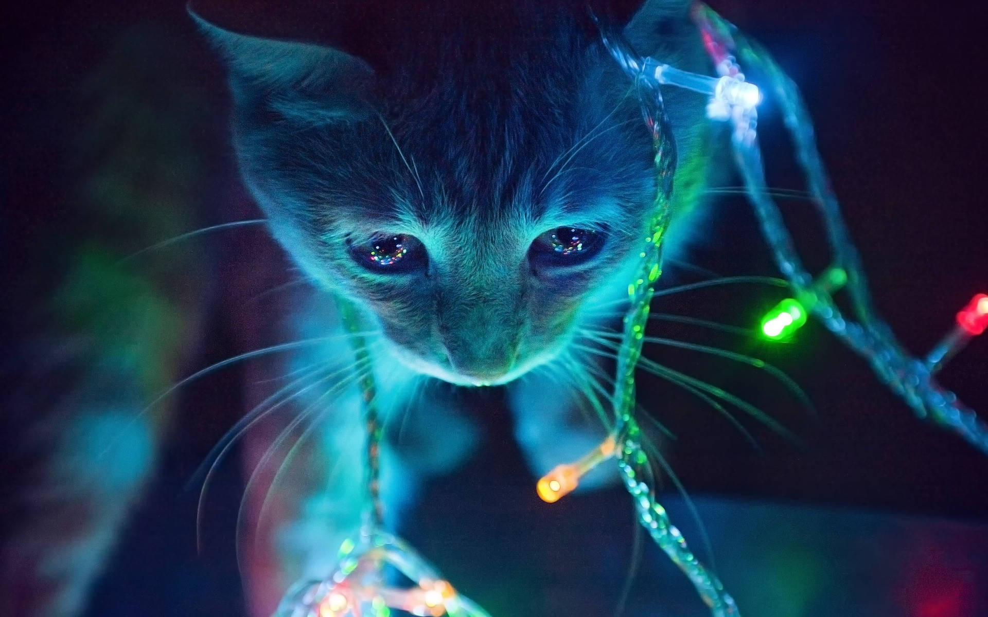 Aesthetic Cat With Lights Wallpaper
