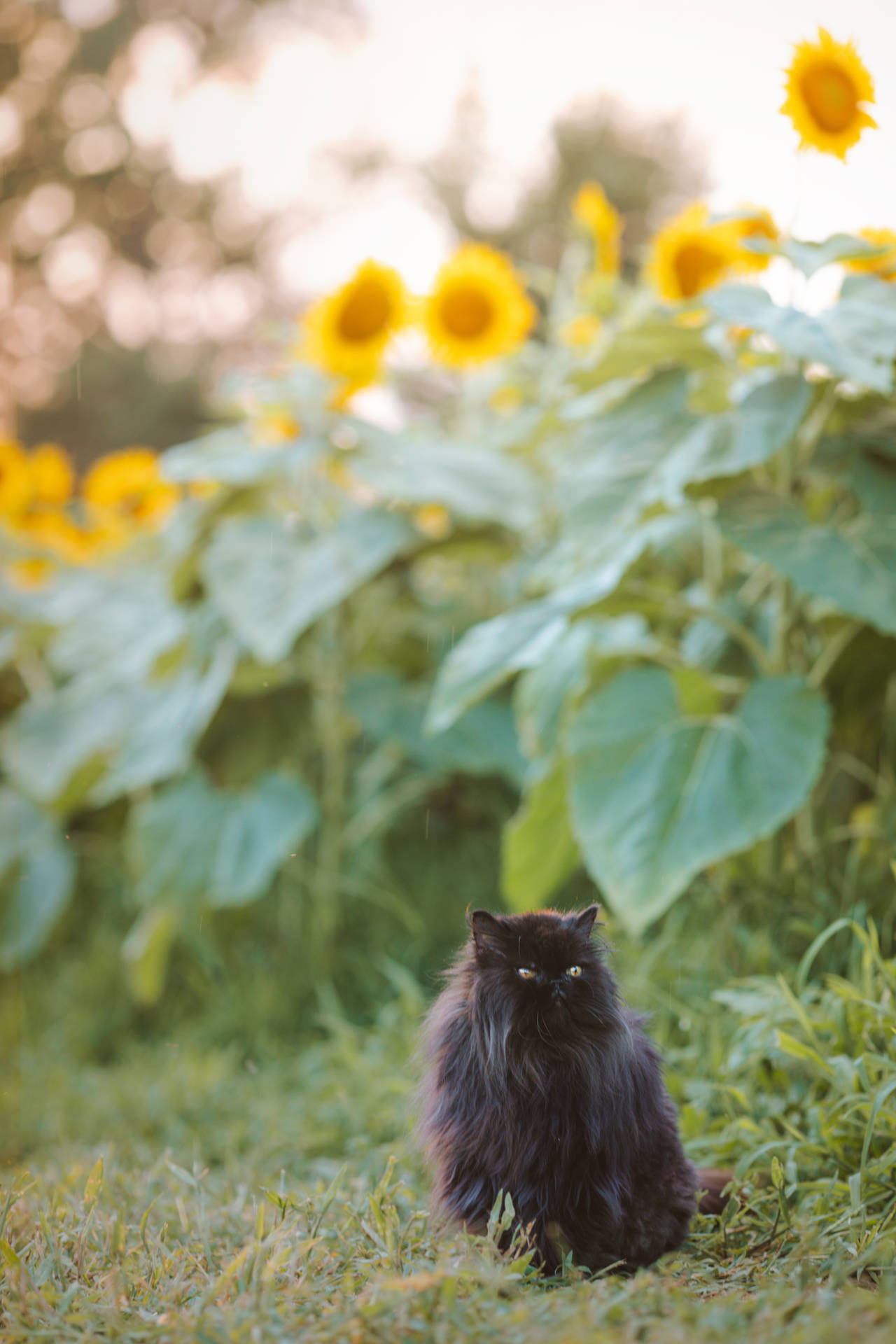 Aesthetic Cat With Sunflowers Wallpaper