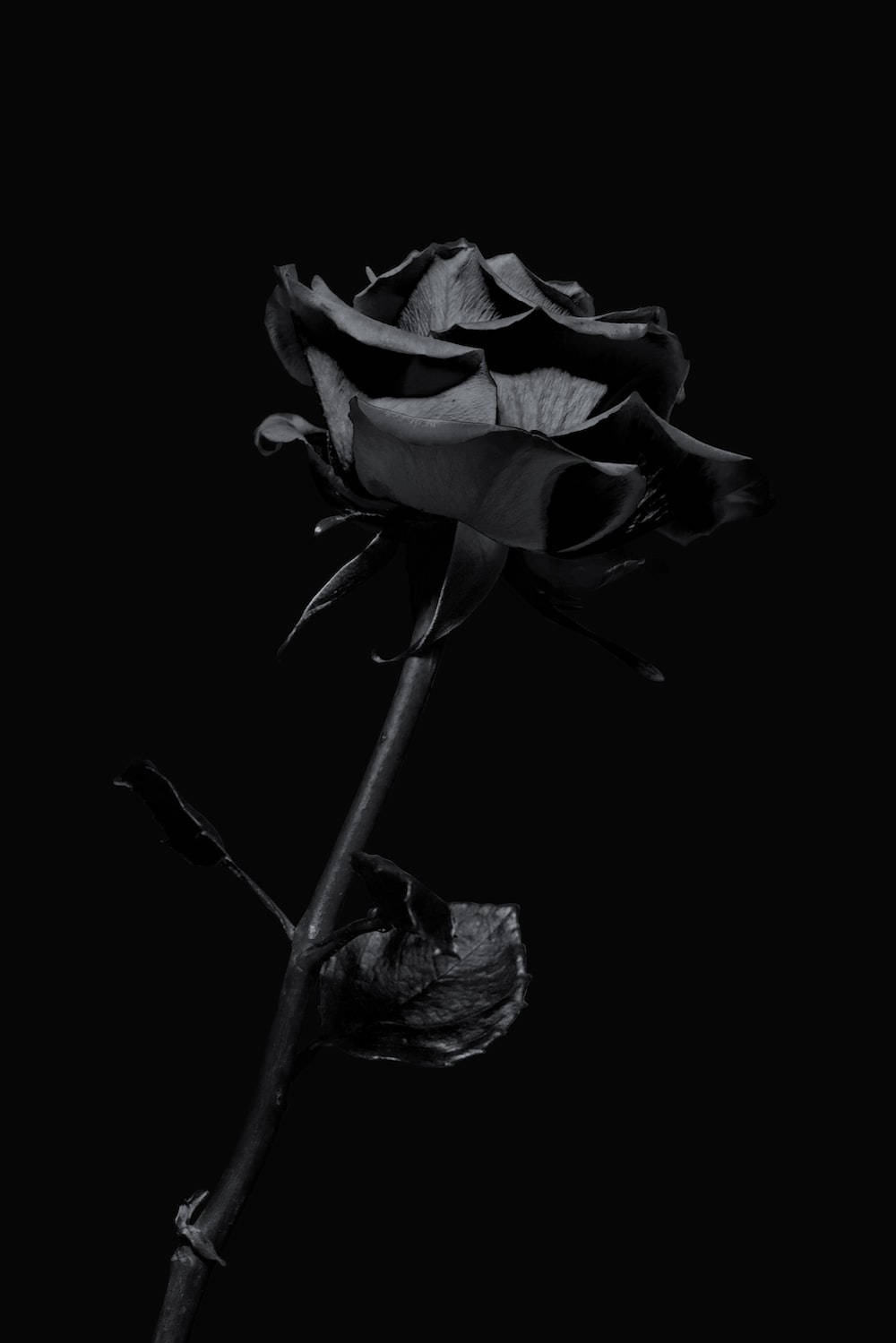 Aesthetic Flower Black Rose Iphone Wallpaper