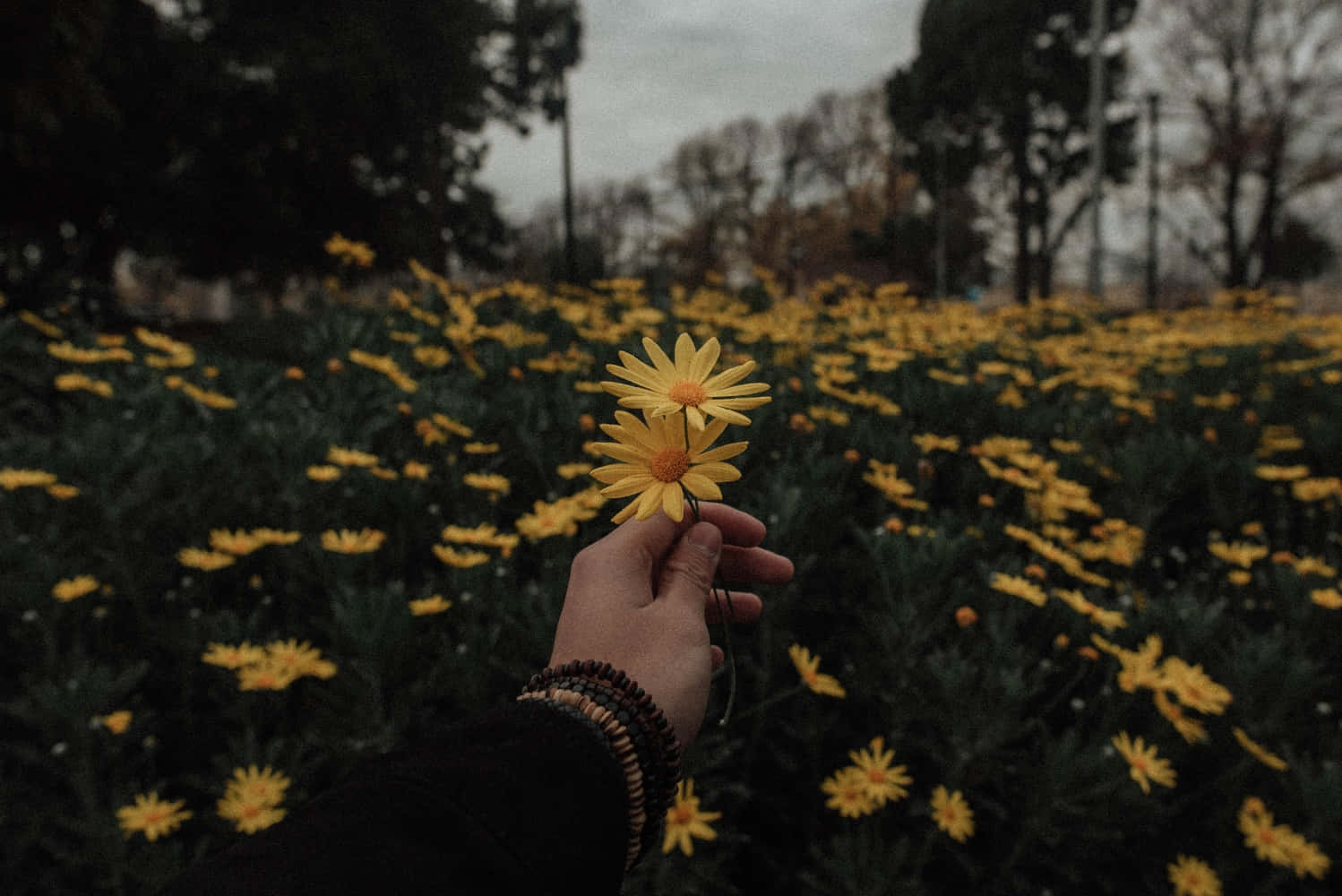 Aesthetic Grunge Desktop Dandelion Garden Wallpaper