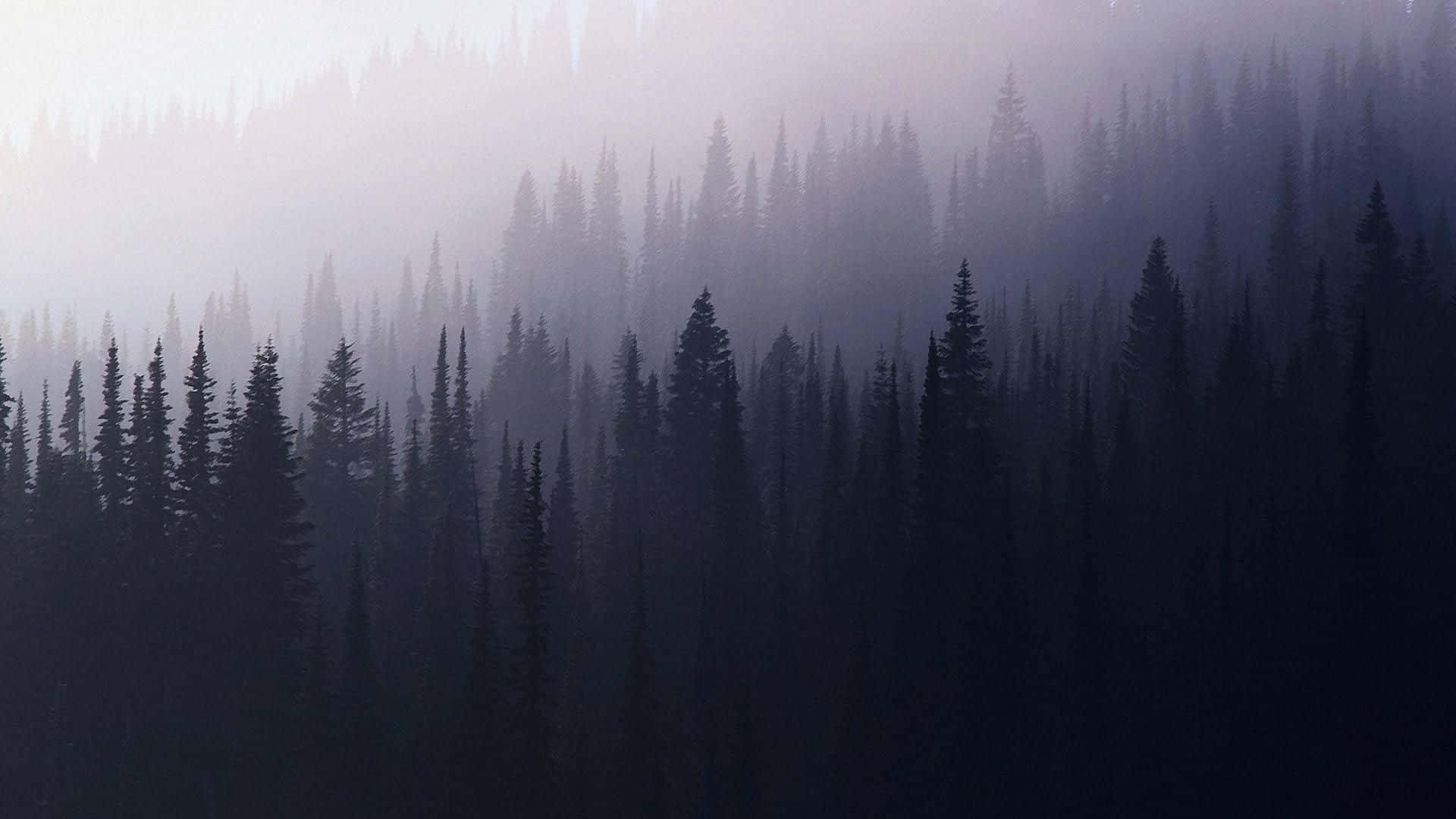 Aesthetic Nature With A Pine Forest Wallpaper