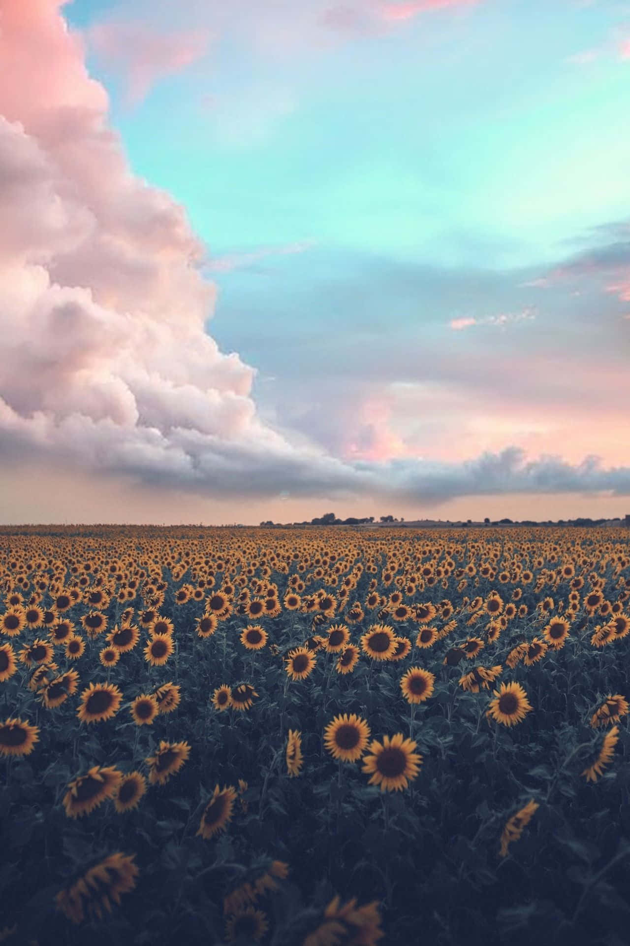 Aesthetic Nature With A Sunflower Field Wallpaper