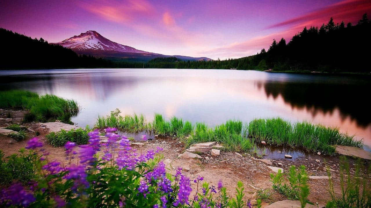 Aesthetic Nature With Purple Flowers Wallpaper
