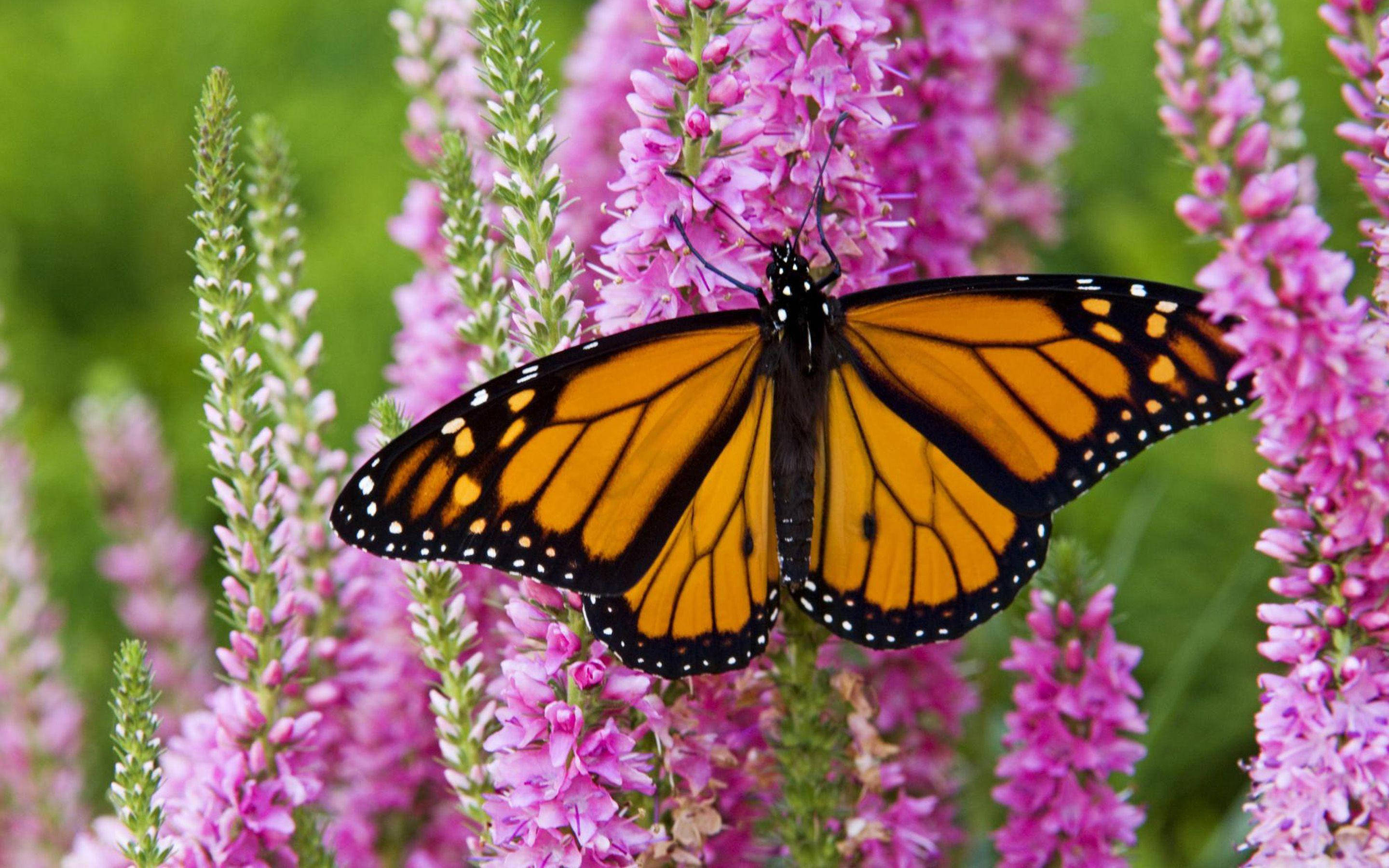 Aesthetic Orange Butterfly On Spiked Speedwell Wallpaper