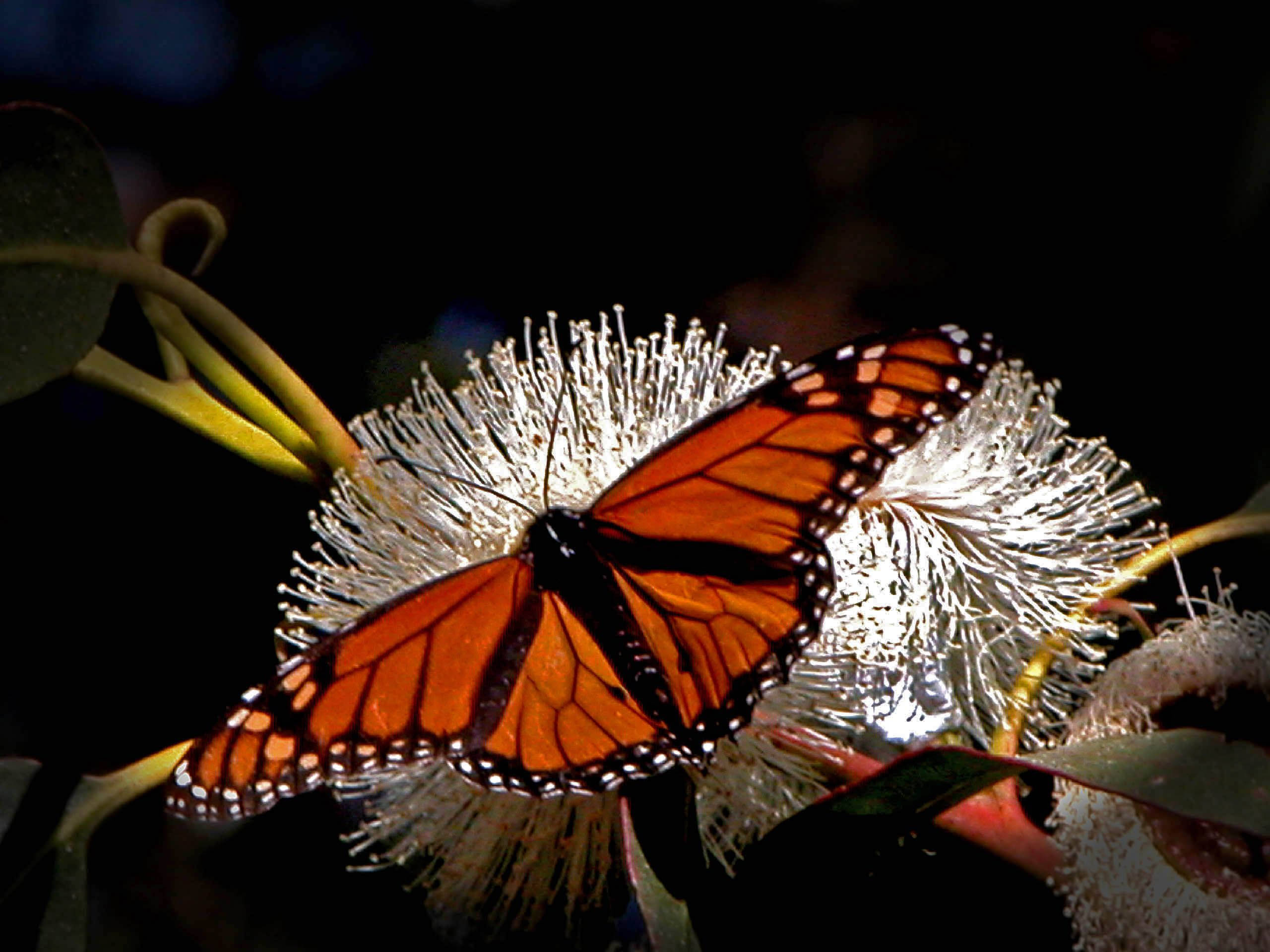 Aesthetic Orange Butterfly With Eucalyptus Blossoms Wallpaper