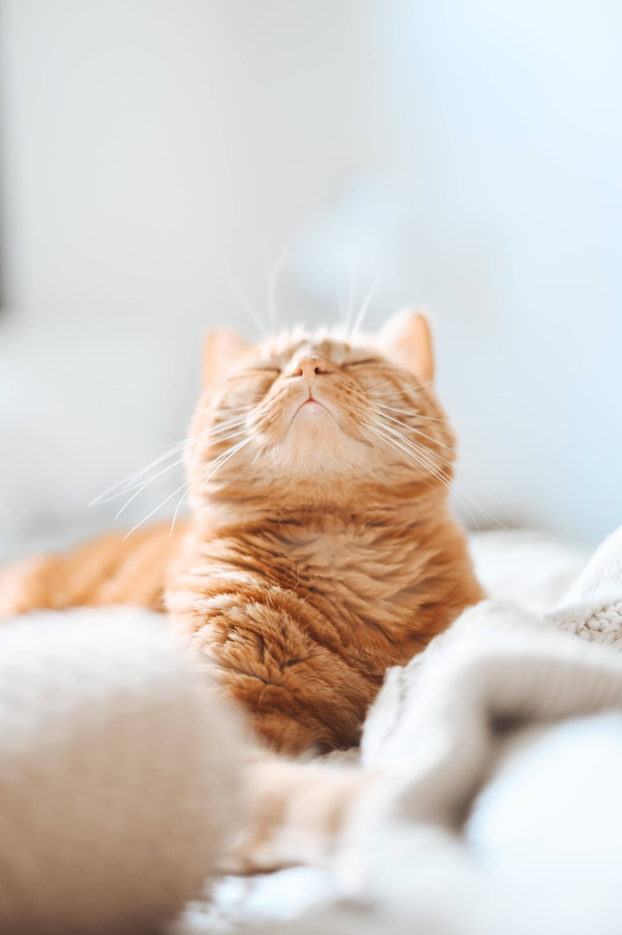 Aesthetic Orange Tabby Cat Pfp Wallpaper