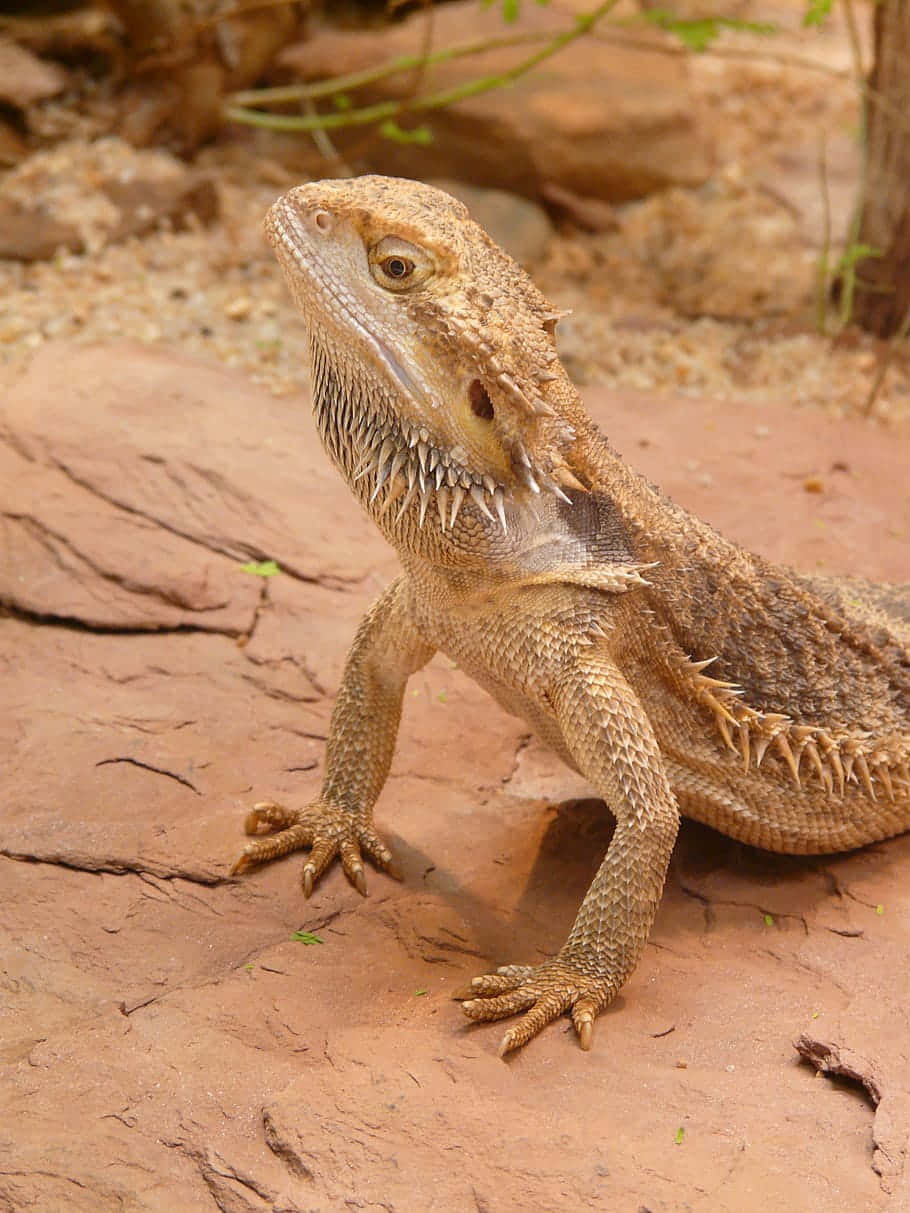 Alert Bearded Dragonon Red Sand Wallpaper