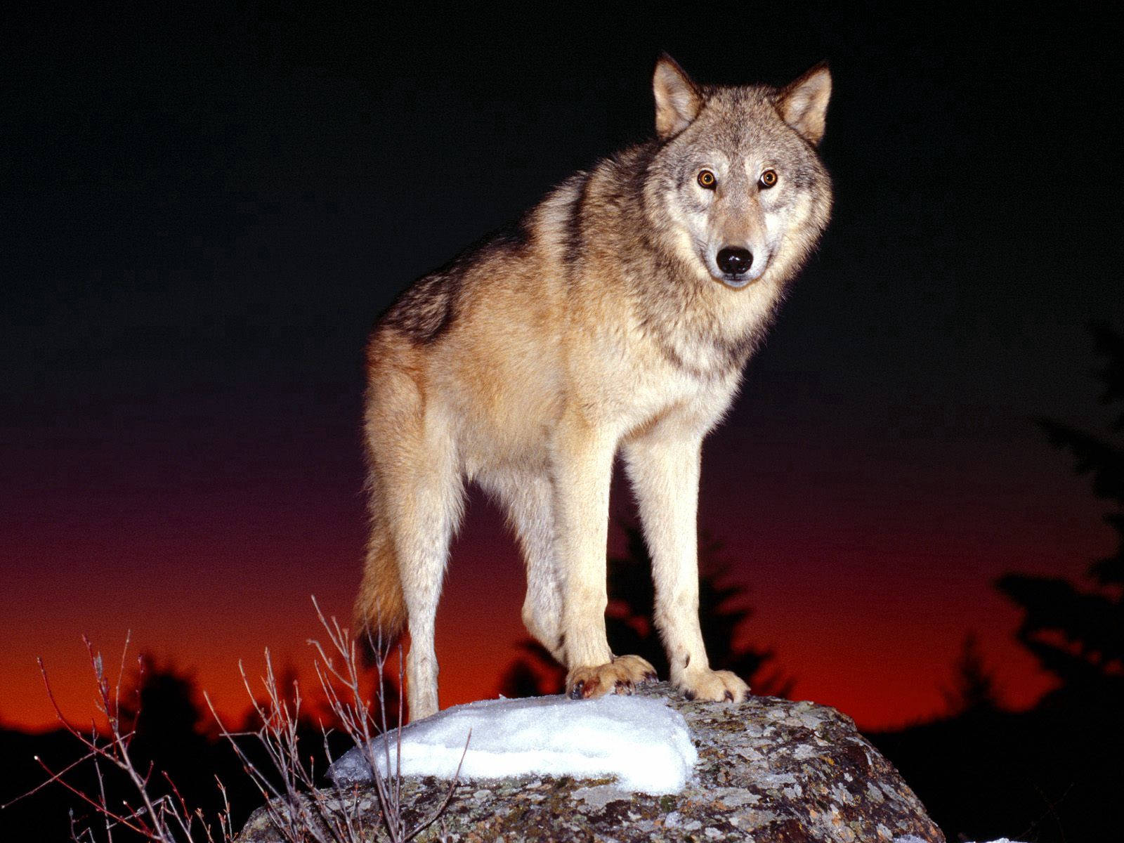 Alert Wolf At Night Wallpaper