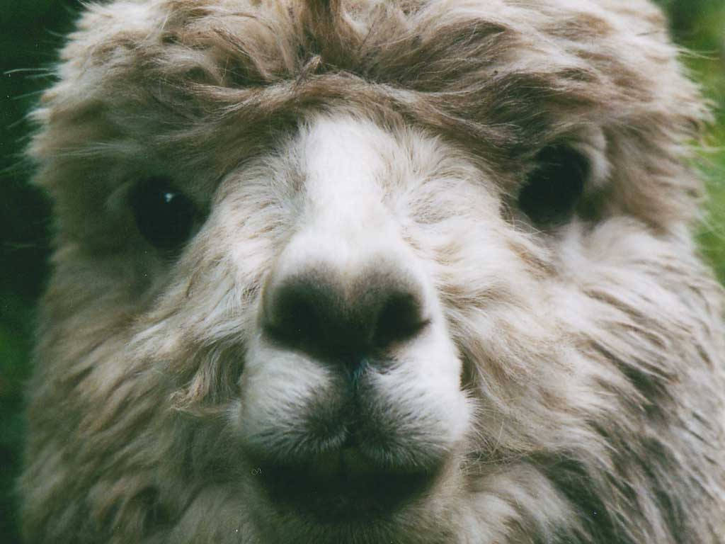 Alpaca Front Face Wallpaper
