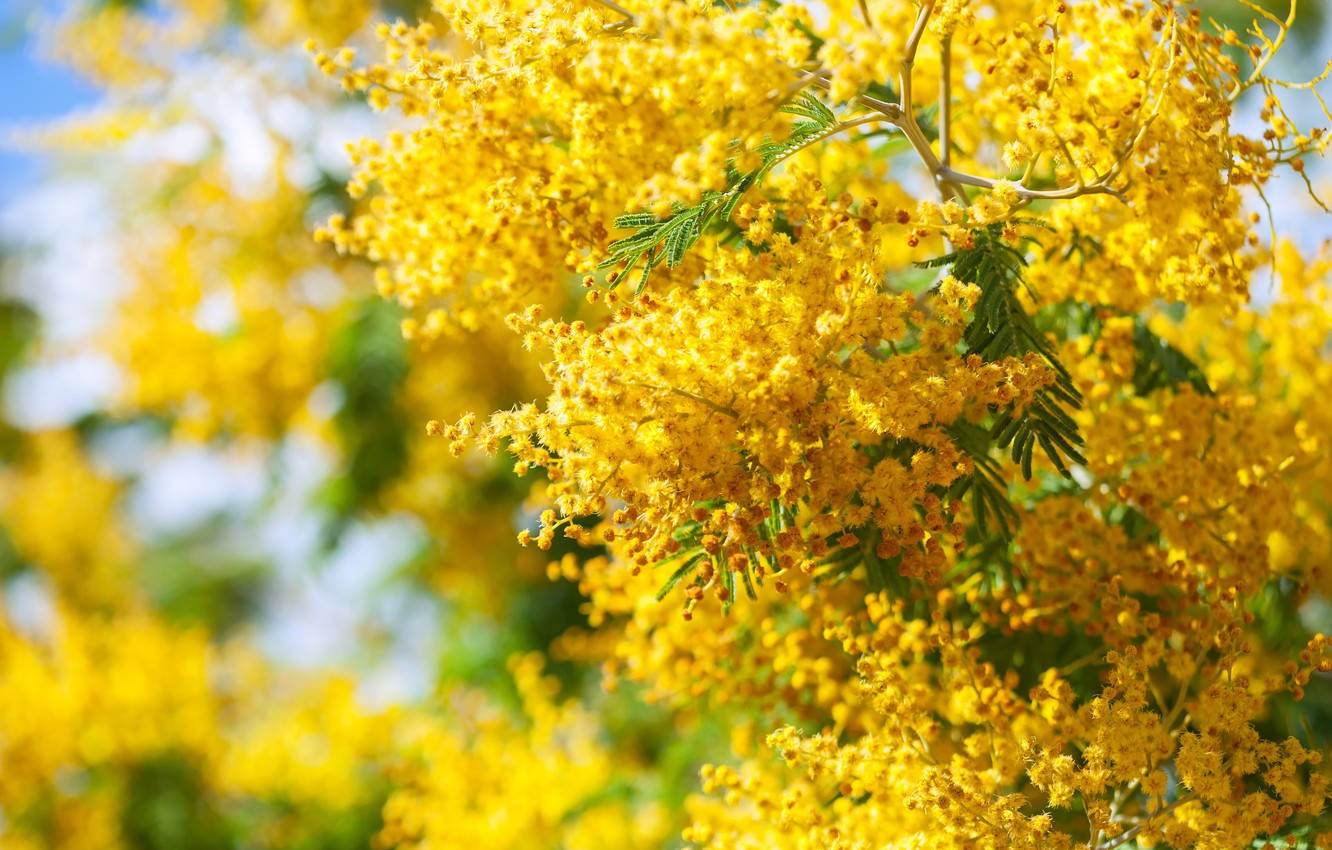 Amazing Mimosa Flower Tree Wallpaper