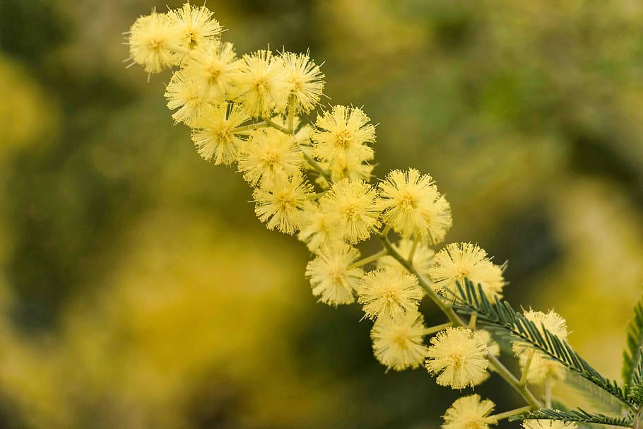 Amazing Yellow Mimosa Flowers Wallpaper