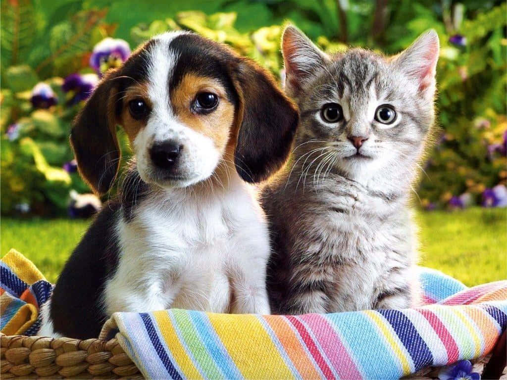 An Adorable Kitten And Puppy Snuggling Wallpaper