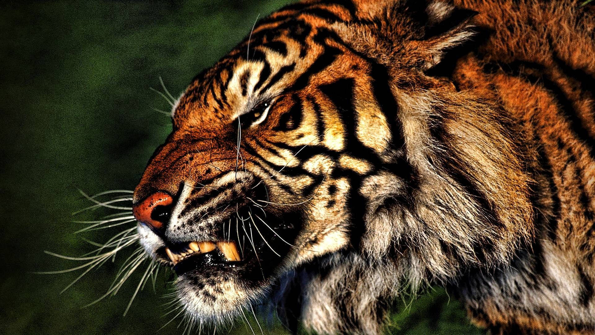 An Angry Tiger Roaring Wallpaper