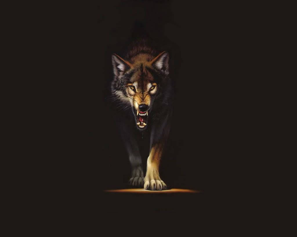 An Intimidating Brown Wolf Wallpaper