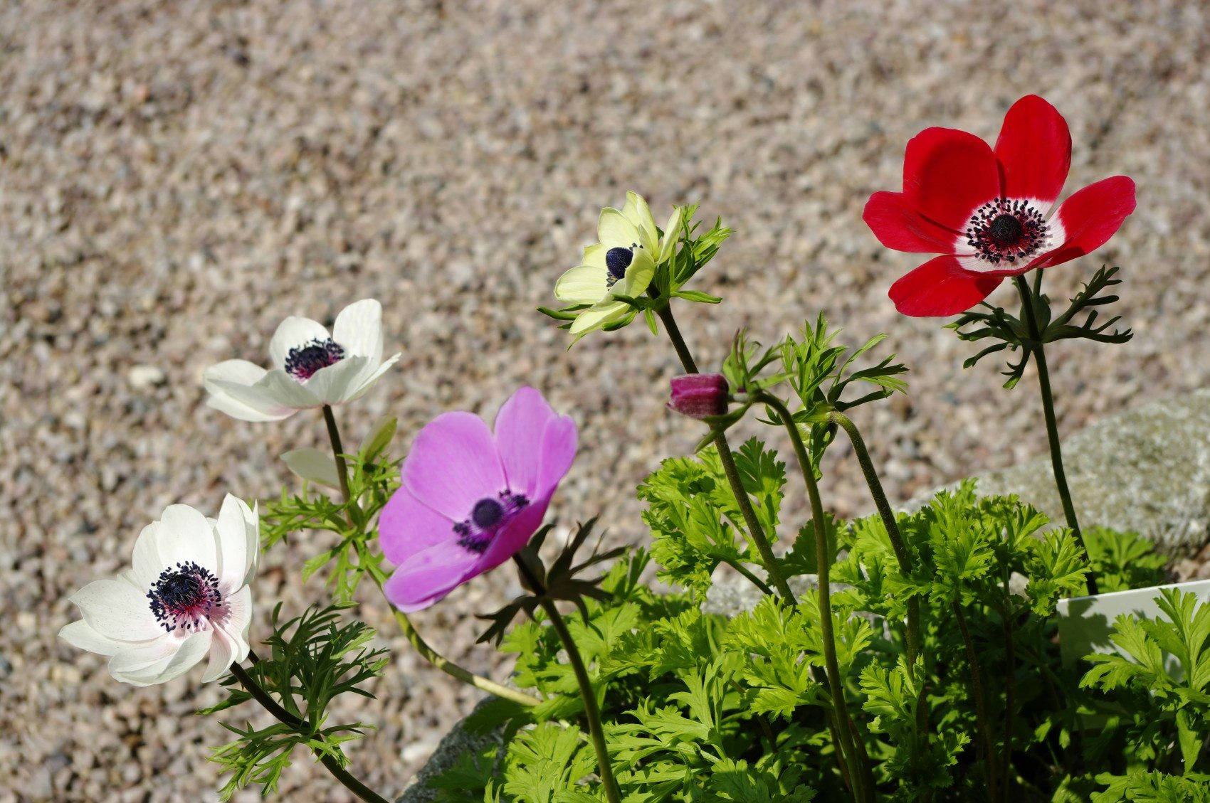 Anemone Flower Garden Wallpaper