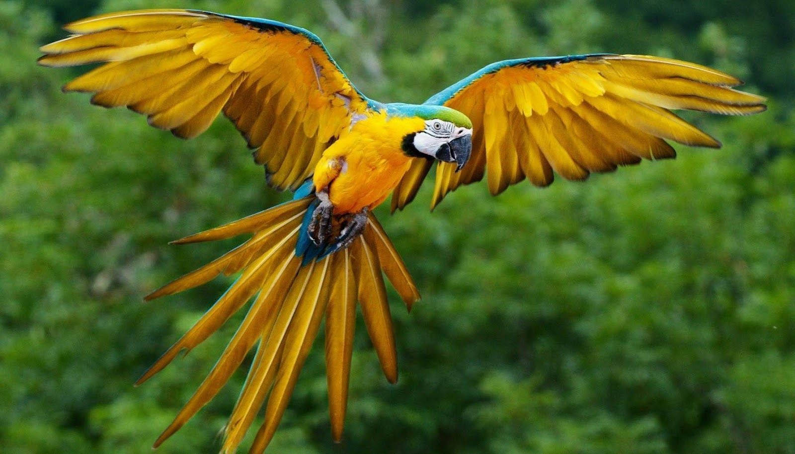 Animal Planet Blue And Yellow Macaw Wallpaper