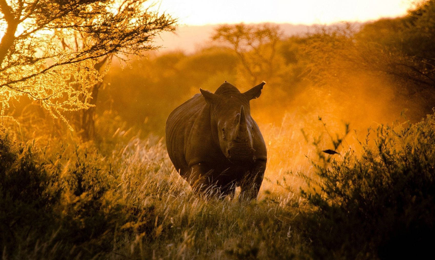 Animal Planet Charging Rhinoceros Wallpaper