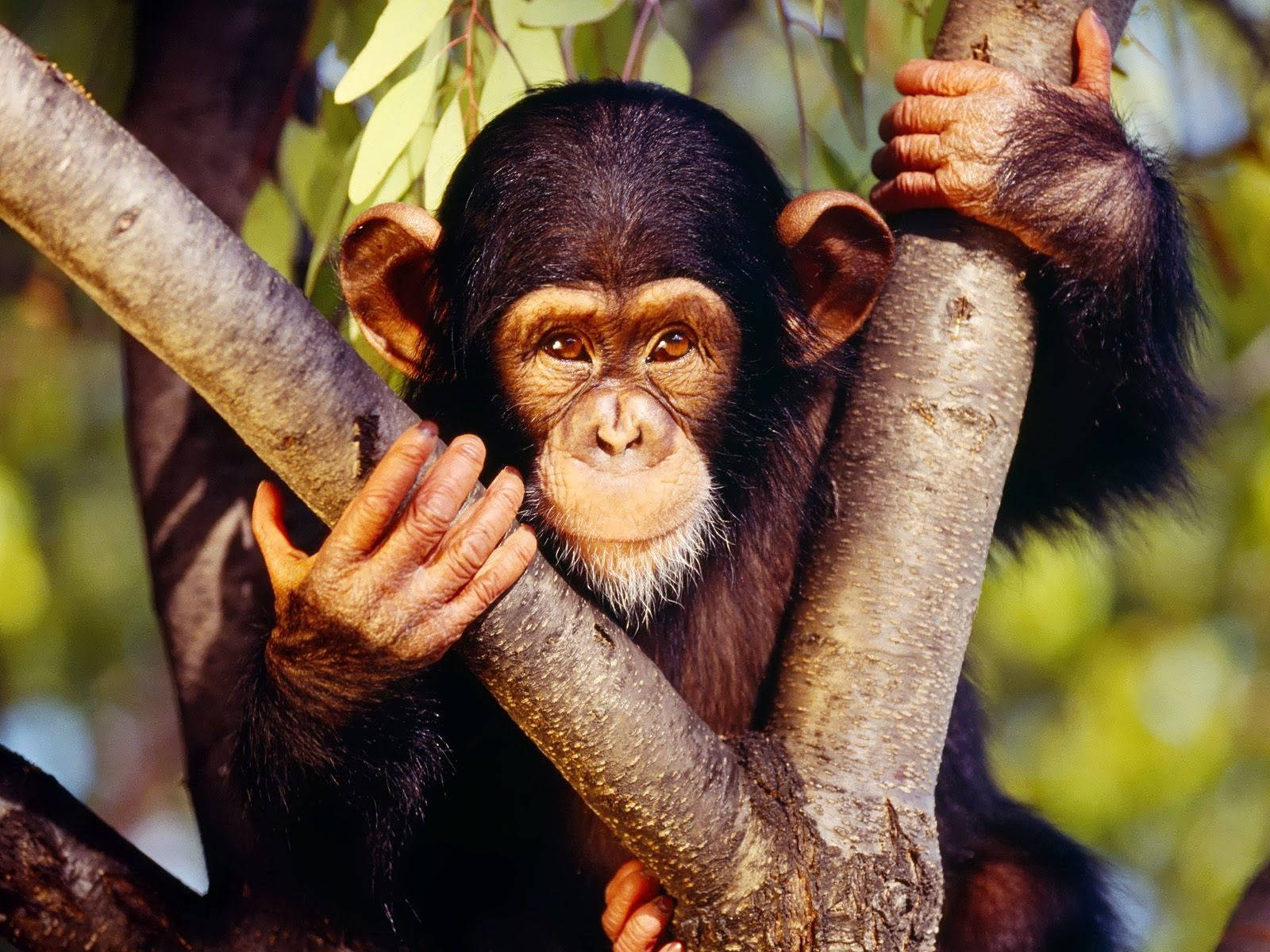 Animal Planet Chimpanzee On A Tree Wallpaper