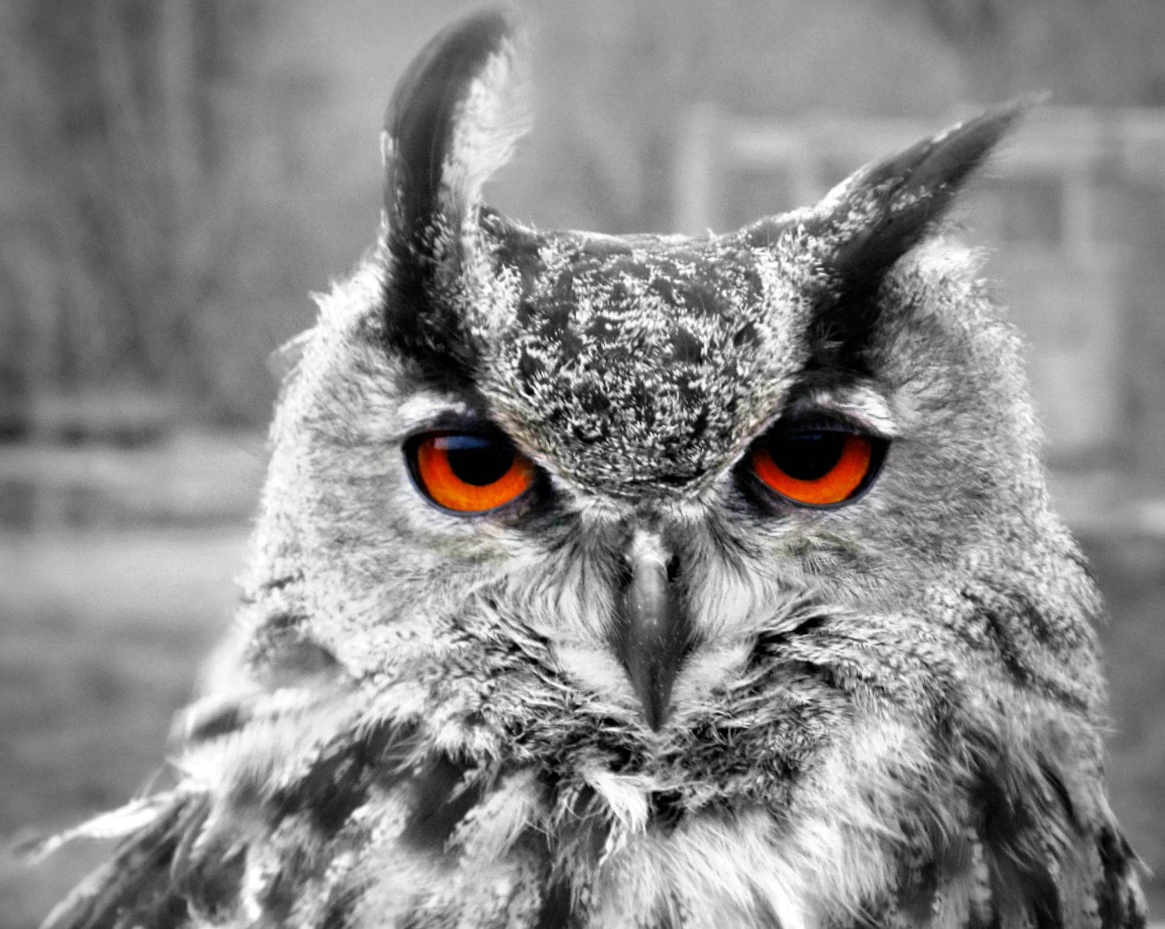 Animal Planet Eagle Owl Wallpaper