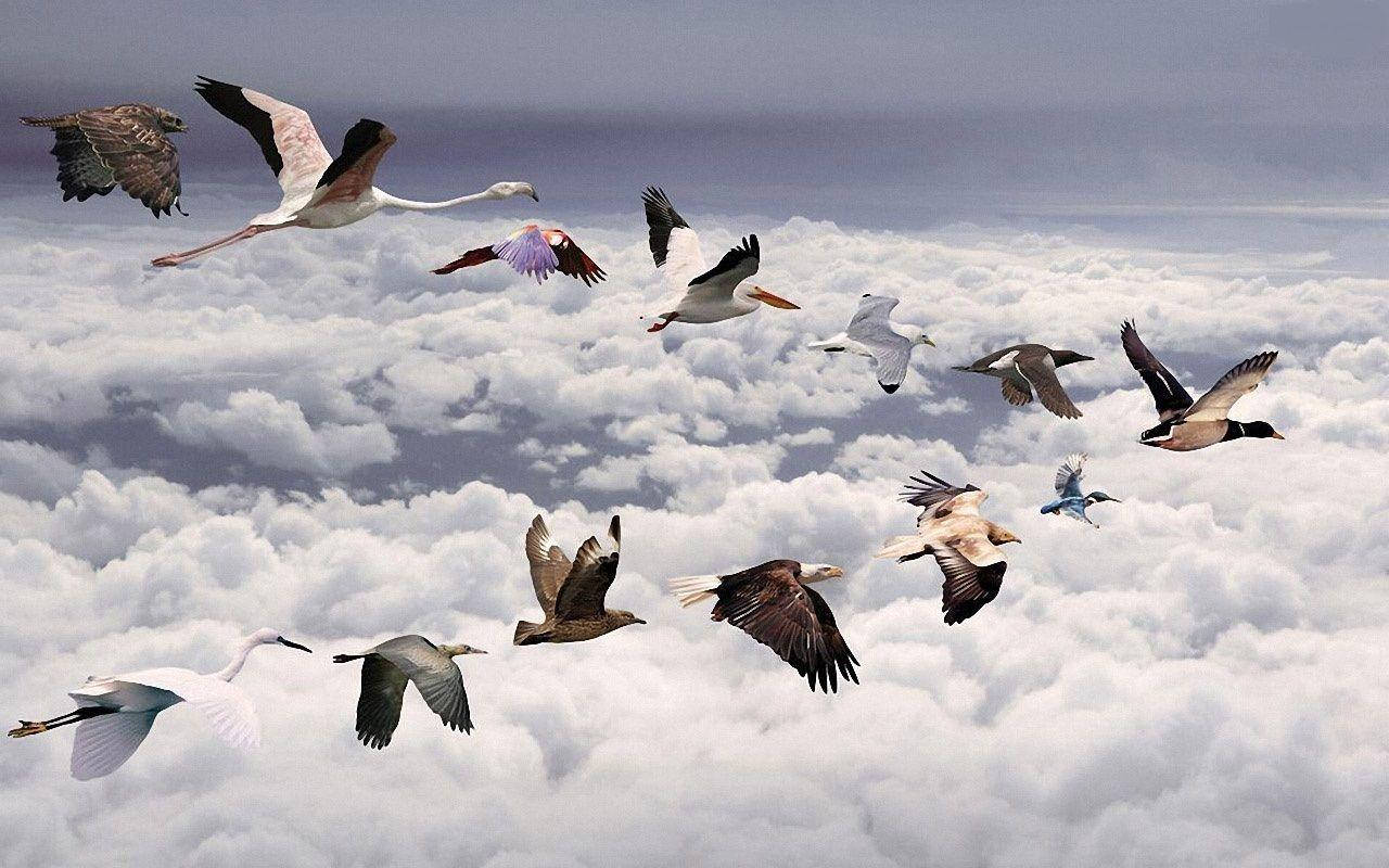 Animal Planet Flocks Of Flying Birds Wallpaper