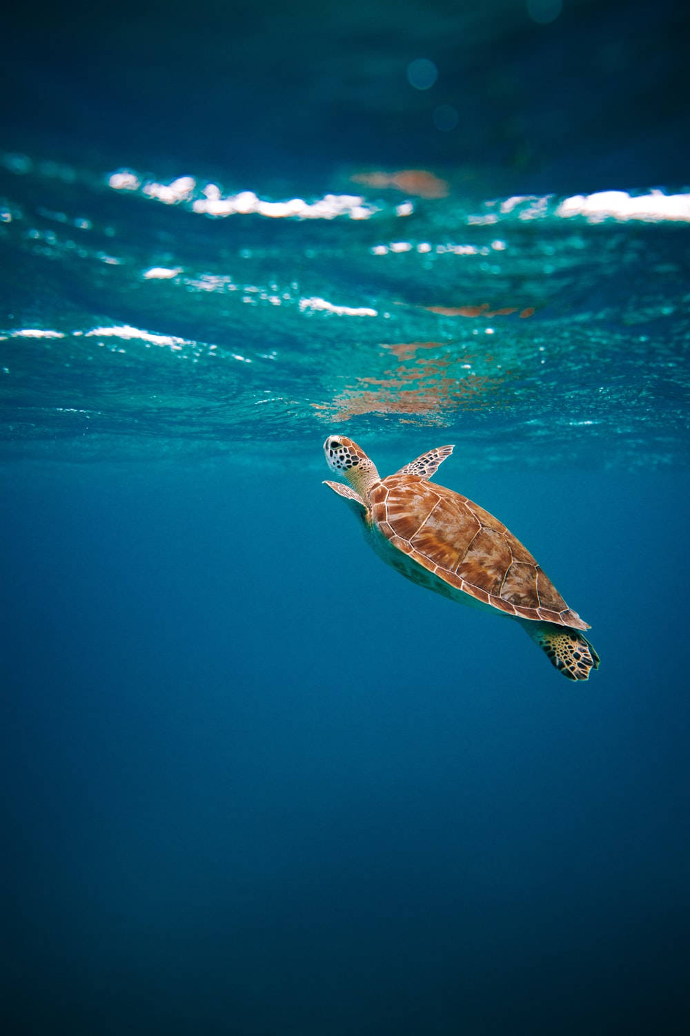Animal Planet Green Sea Turtle Wallpaper