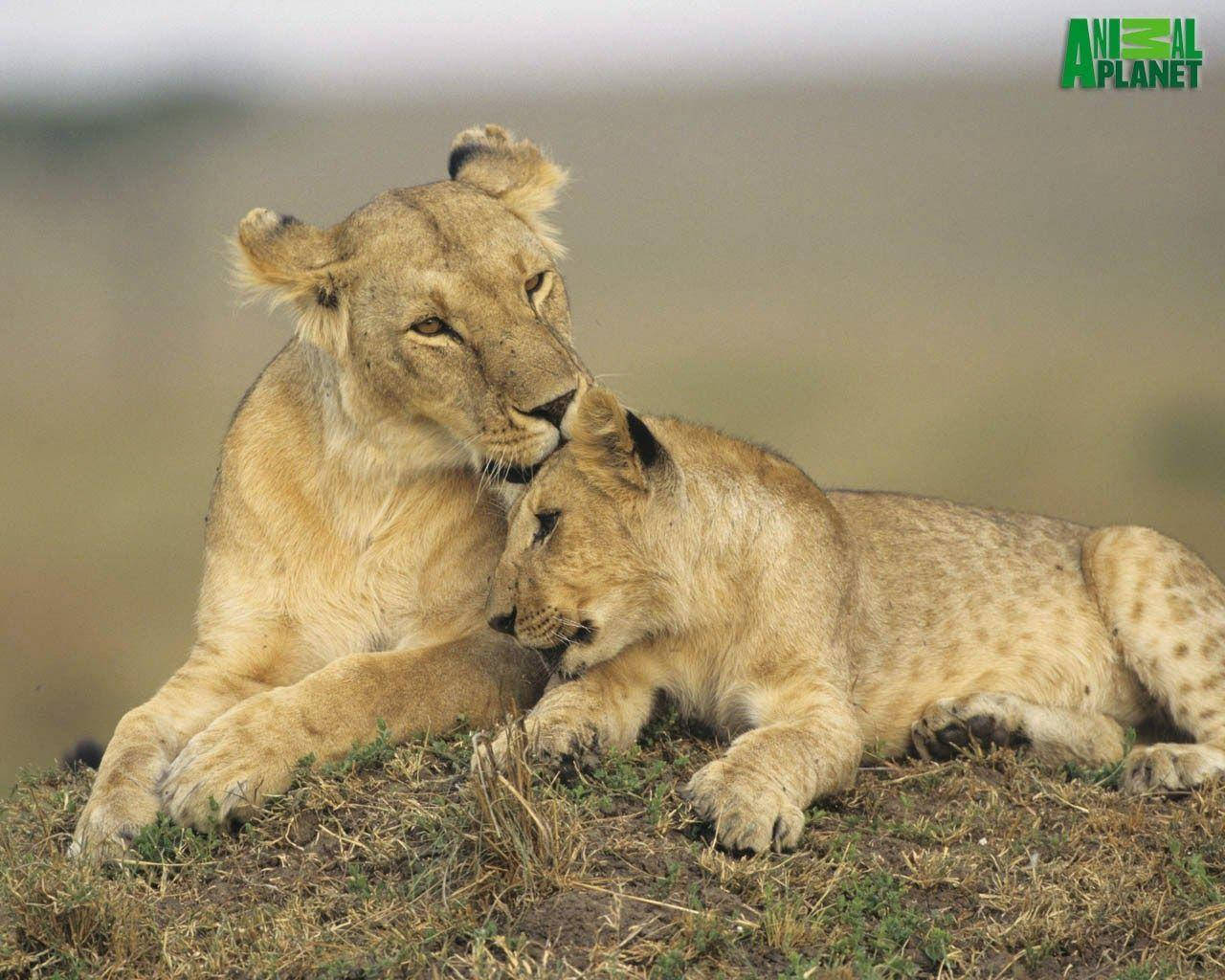 Animal Planet Lioness With Cub Wallpaper