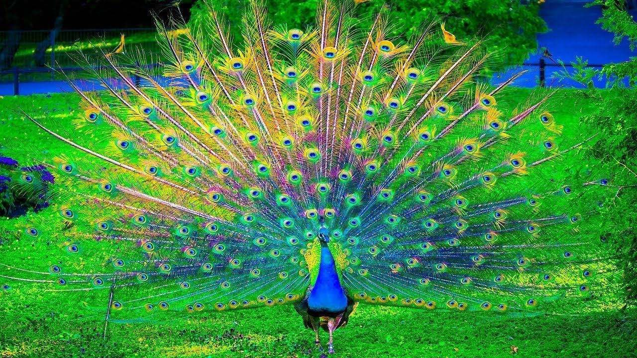 Animal Planet Magnificent Peacock Wallpaper