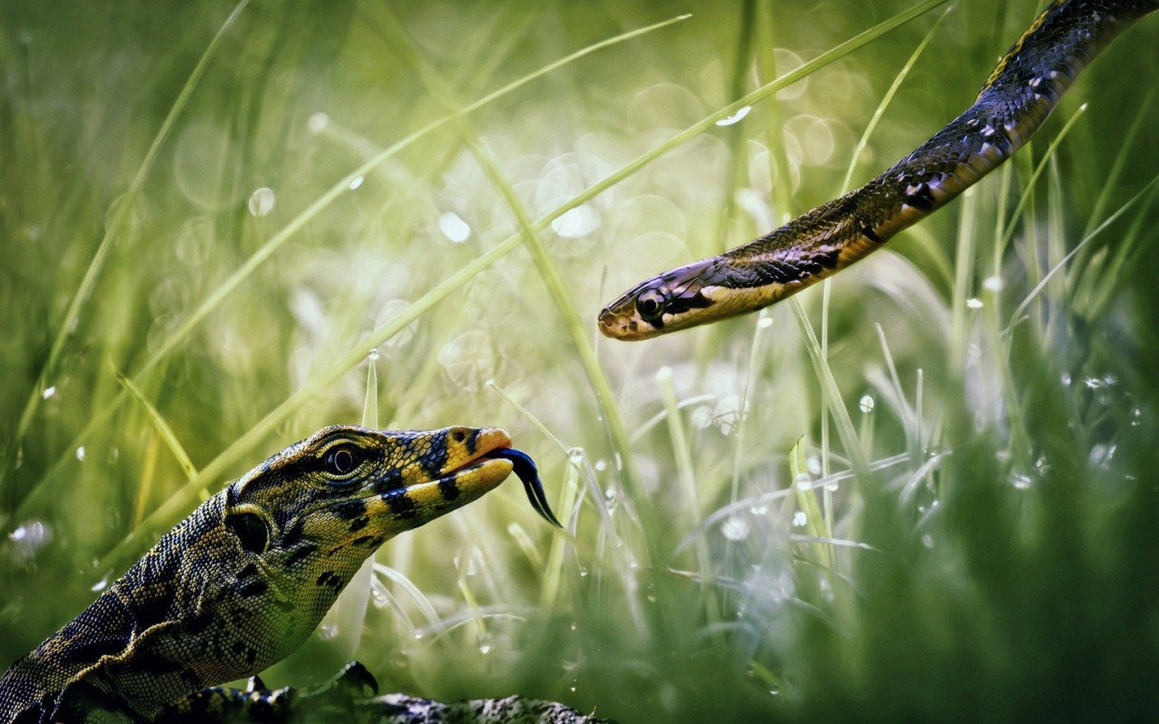 Animal Planet Monitor Lizard And Snake Wallpaper