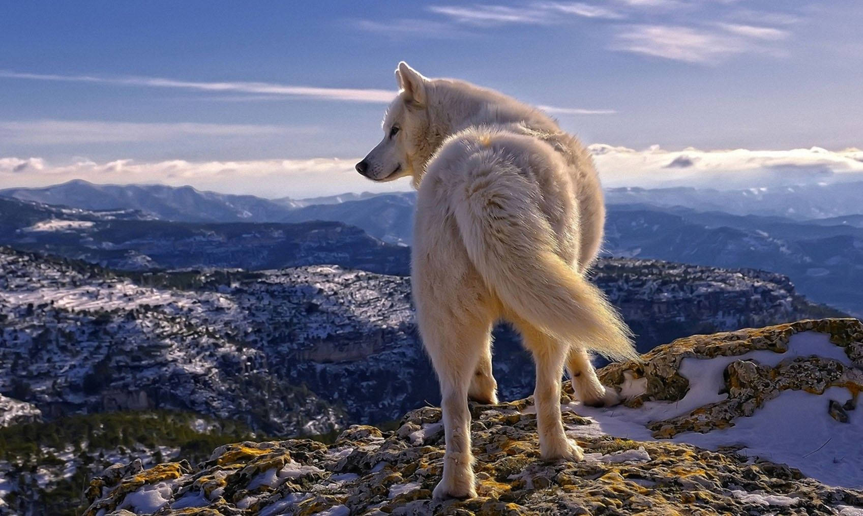 Animal Planet Mountain Wolf Wallpaper
