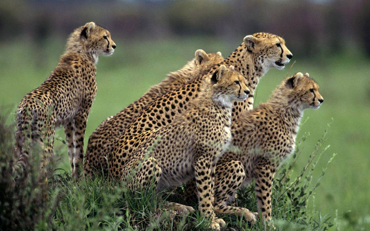 Animal Planet Pack Of Cheetahs Wallpaper