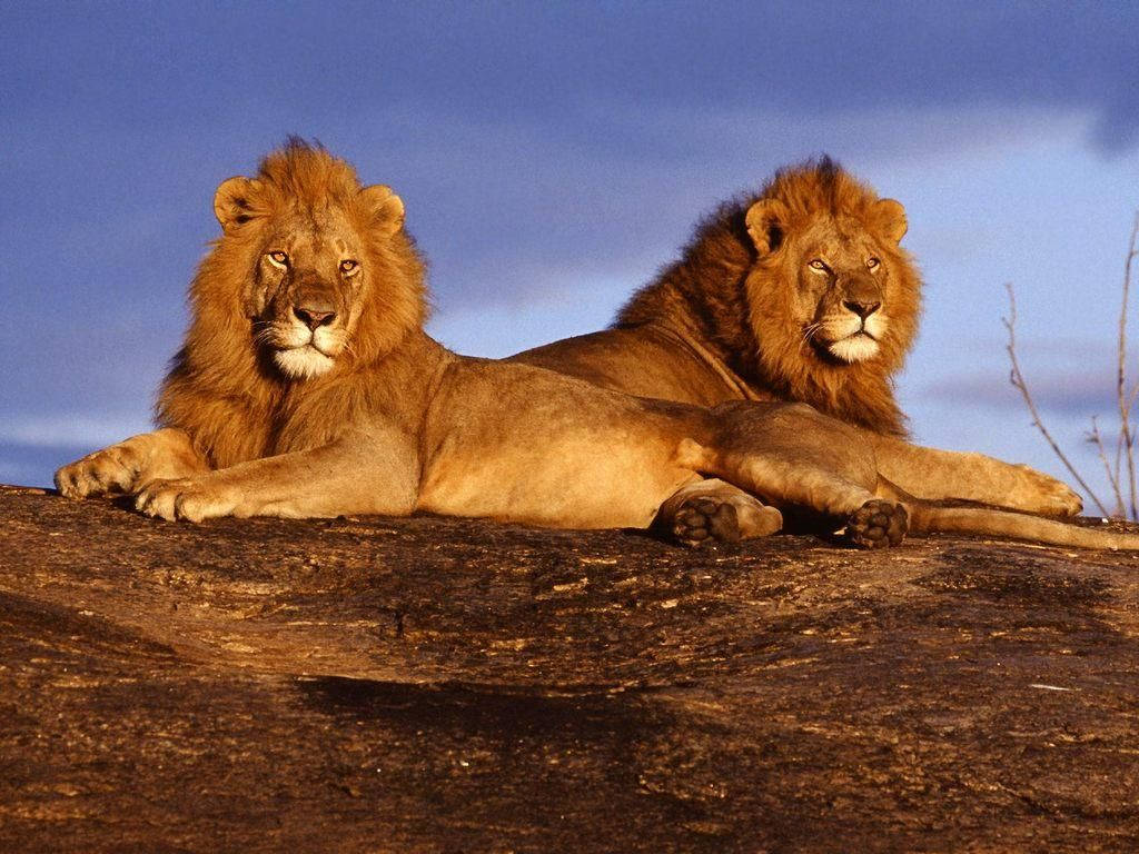 Animal Planet Pair Of Lions Wallpaper