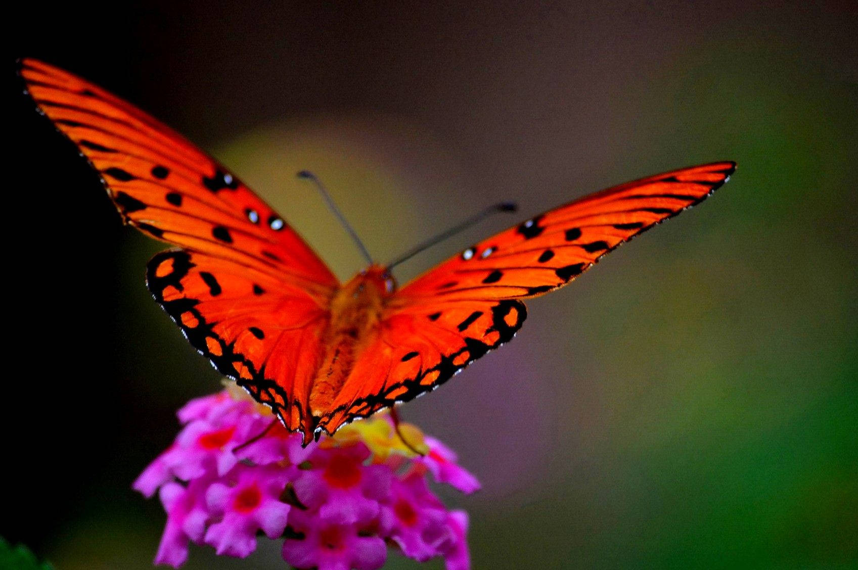 Animal Planet Red Butterfly Wallpaper